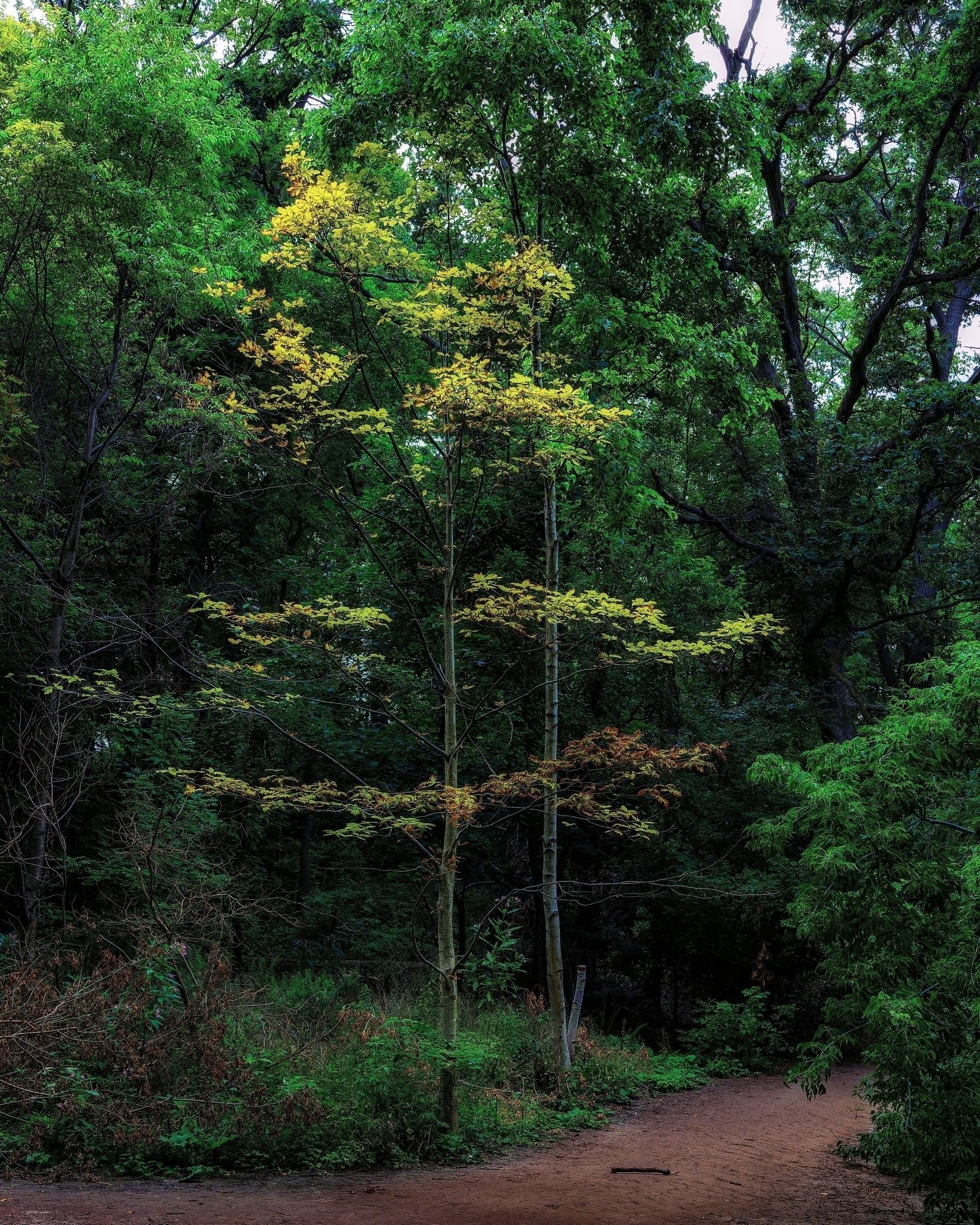 A solitary tree with yellowing leaves stands along a dirt path in a lush green forest.