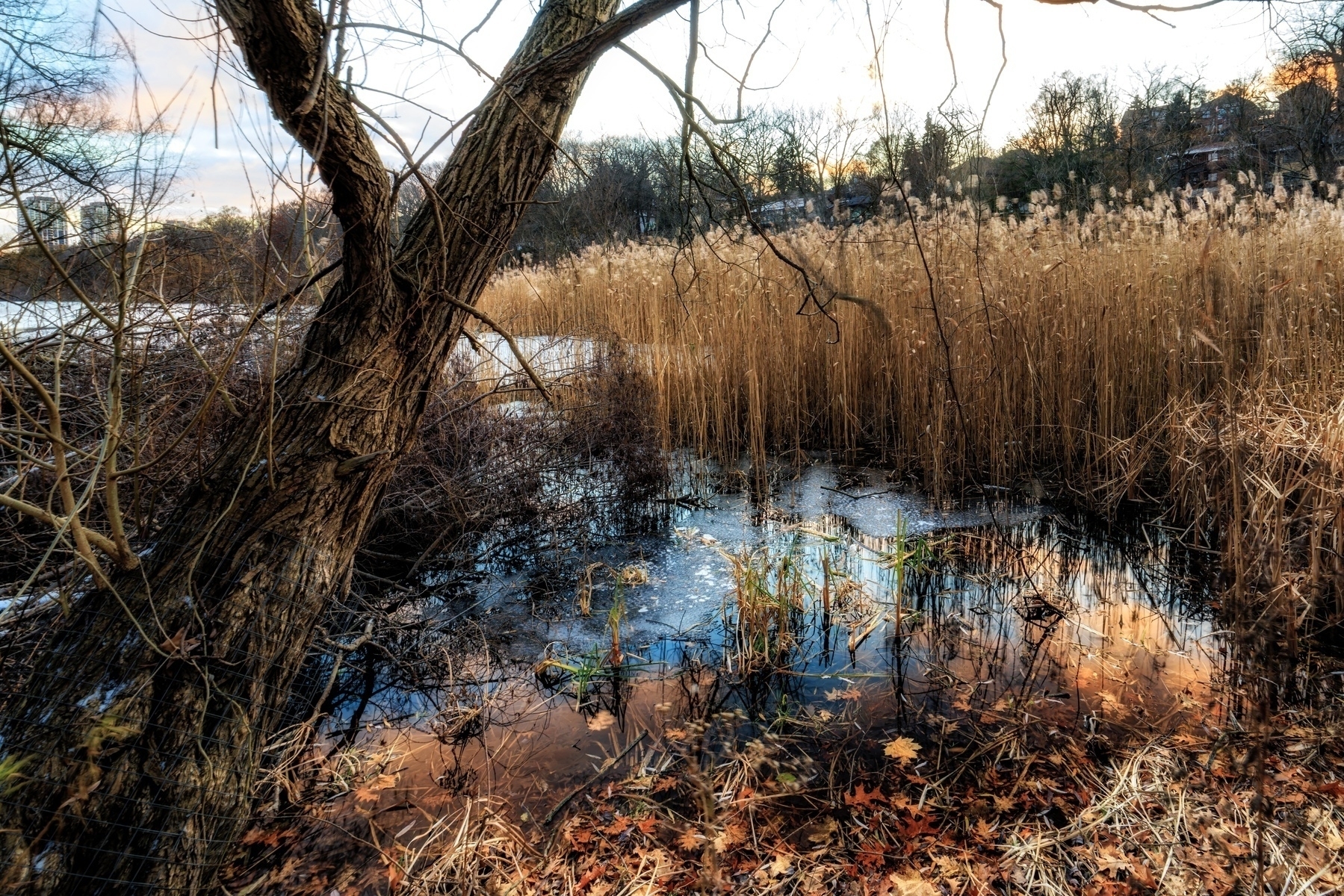 A serene wetland scene features a leaning tree by a small pond with dry reeds and autumn leaves scattered on the ground.