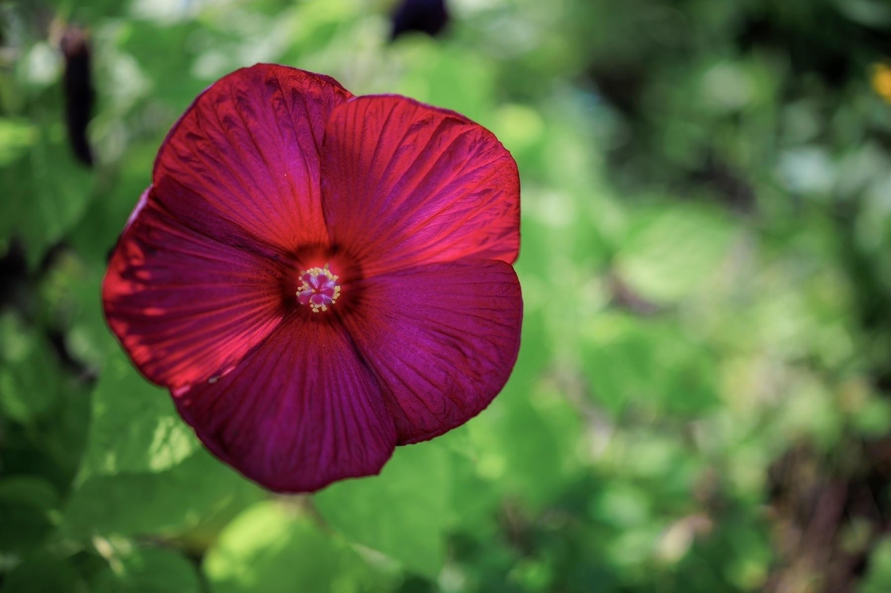 A vibrant red hibiscus with intricate petals is in sharp focus against a blurred green background.