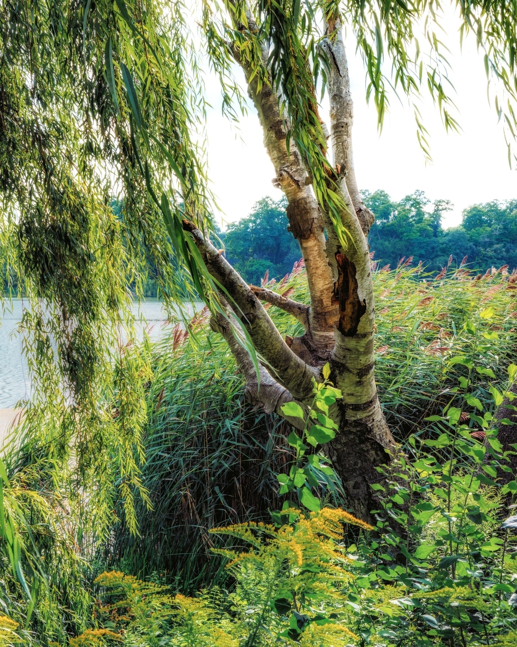 A serene pondside scene features a birch tree surrounded by greenery and tall grasses.