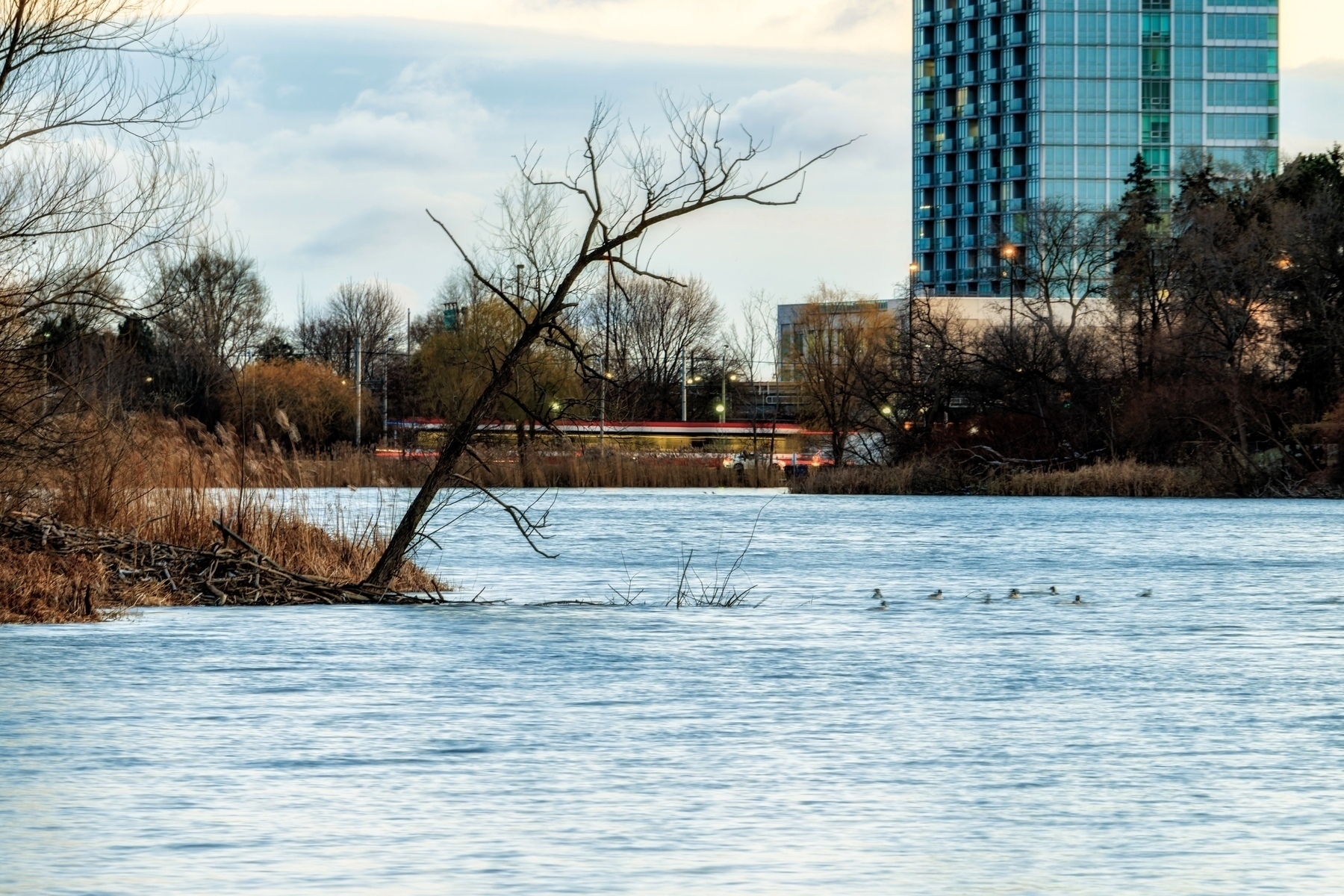 A calm pond beneath a leaning tree with a modern high-rise building and street car blurred in the background.