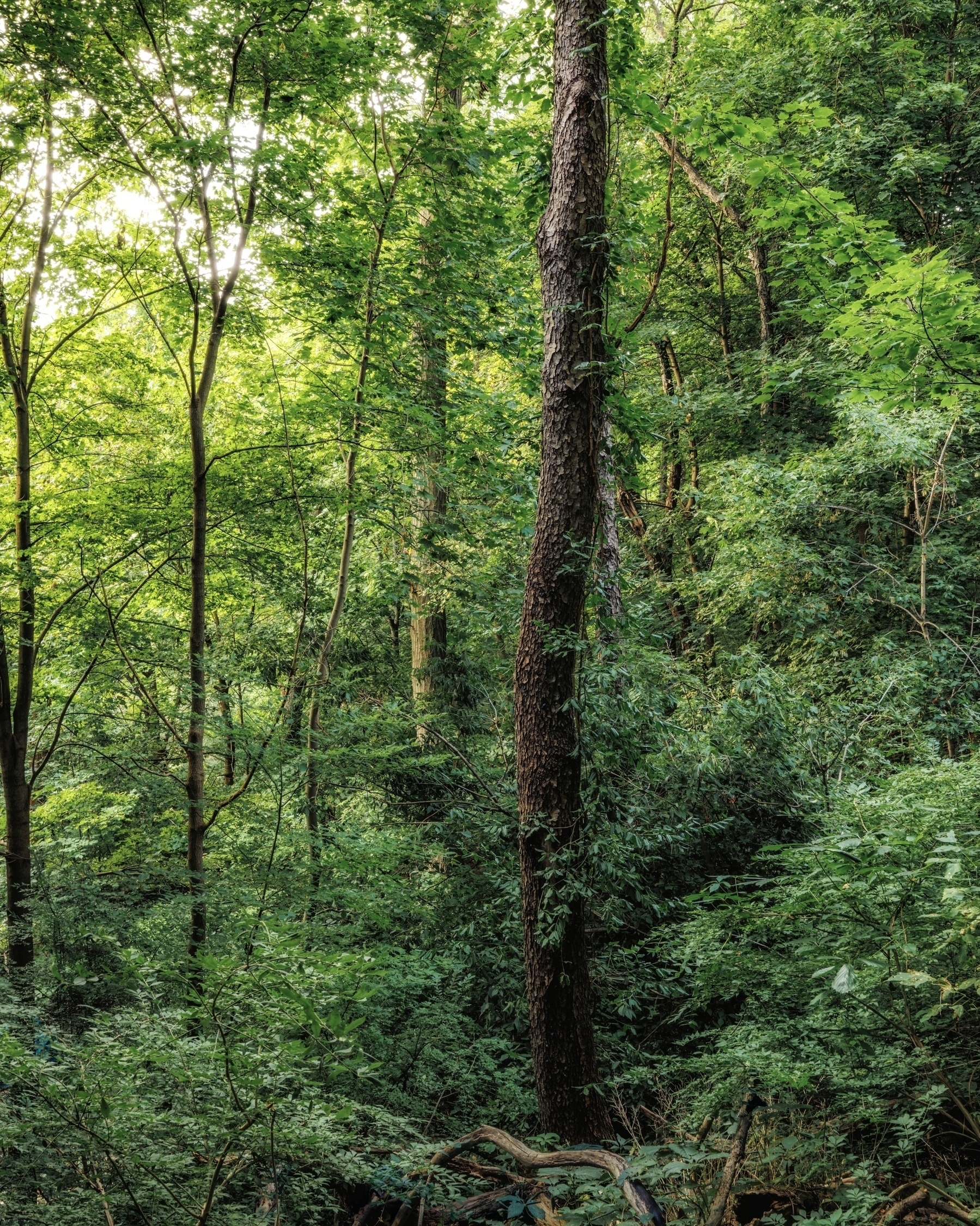 Green woodland with dense foliage and tall trees bathed in sunlight.