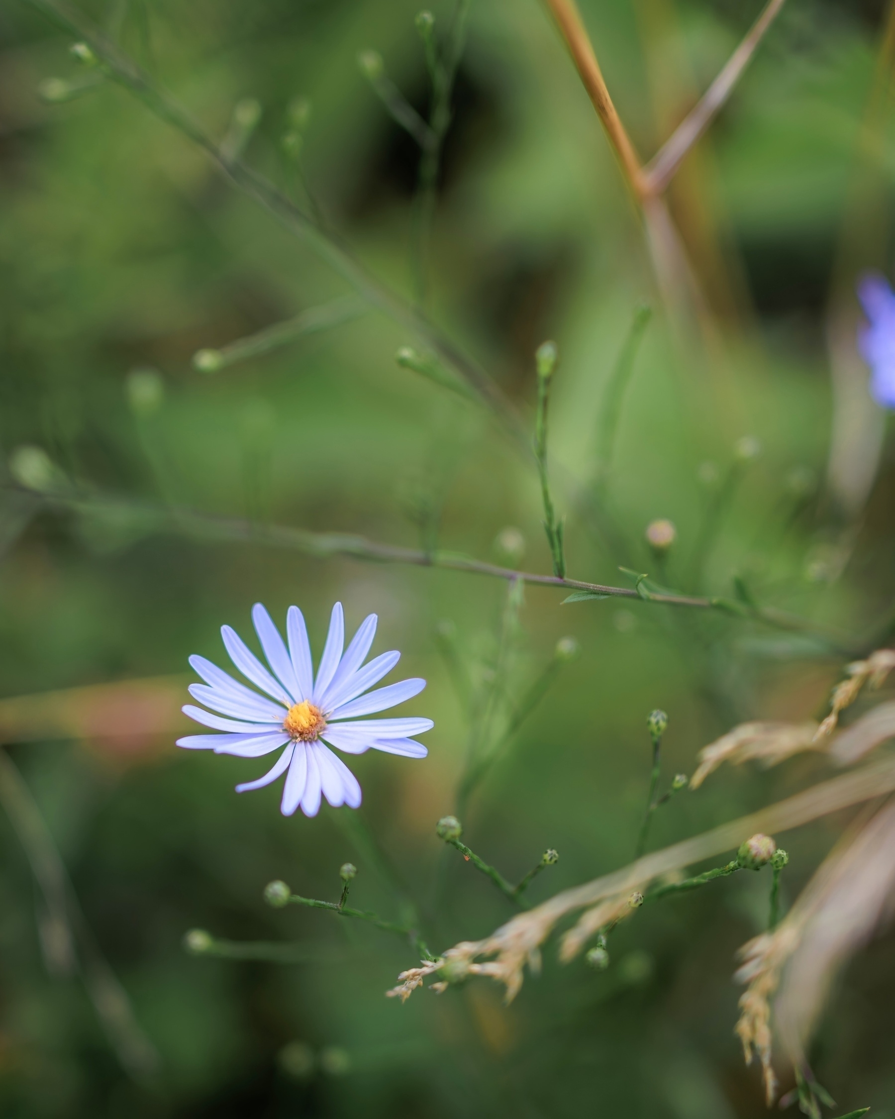 A delicate purple flower (symphyotrichum dumosum) with a yellow center is surrounded by green foliage and grass in an outdoor setting.