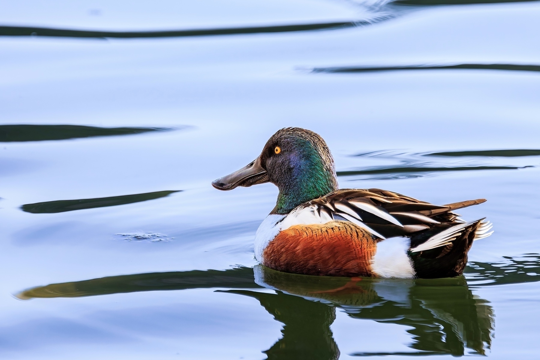 A colorful duck with a green head and brown chest is swimming on calm water.