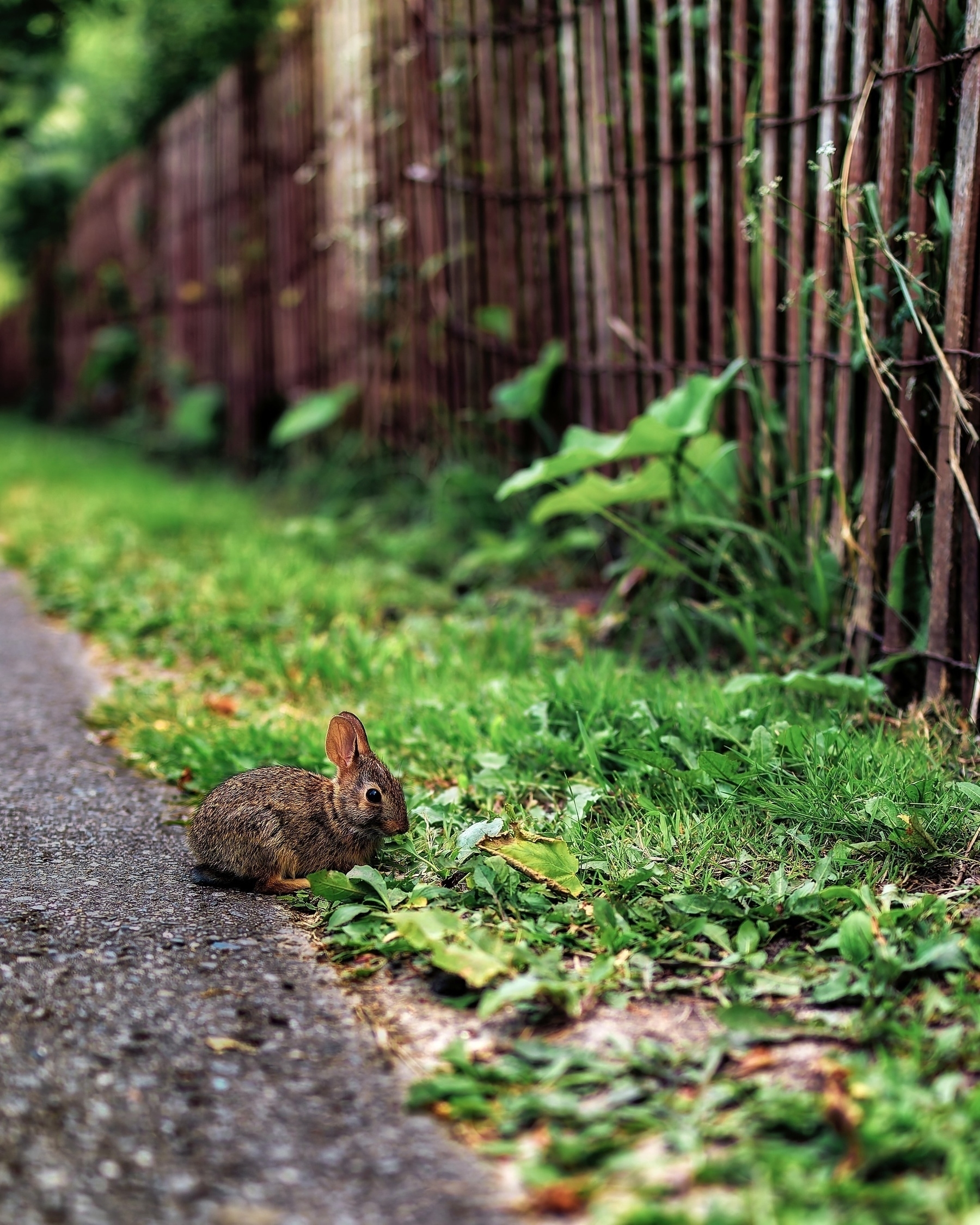 A small rabbit is sitting on the edge of a path next to a grassy area, with a wooden fence in the background.