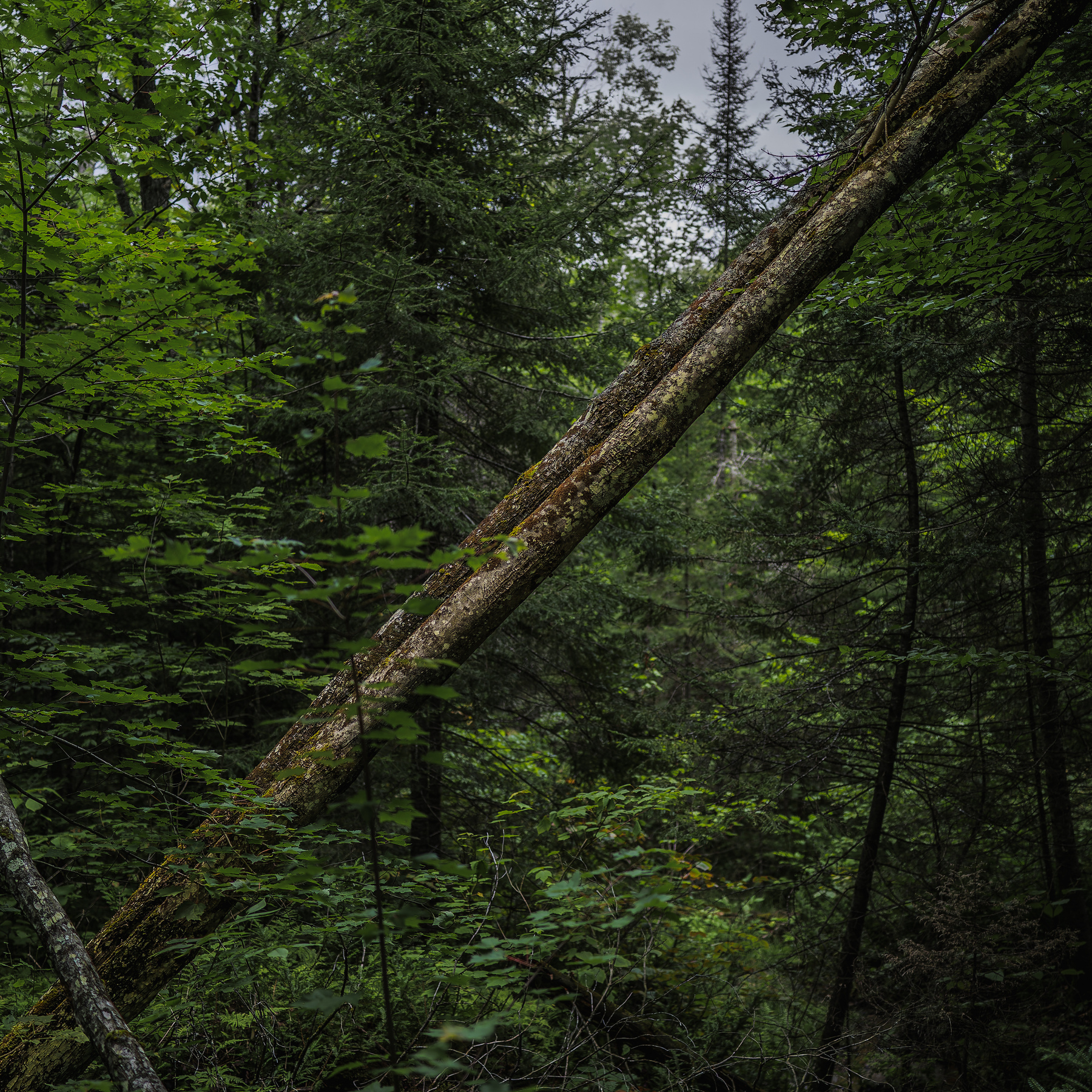 A dense forest features tall trees and two large fallen tree trunks resting diagonally among the foliage.