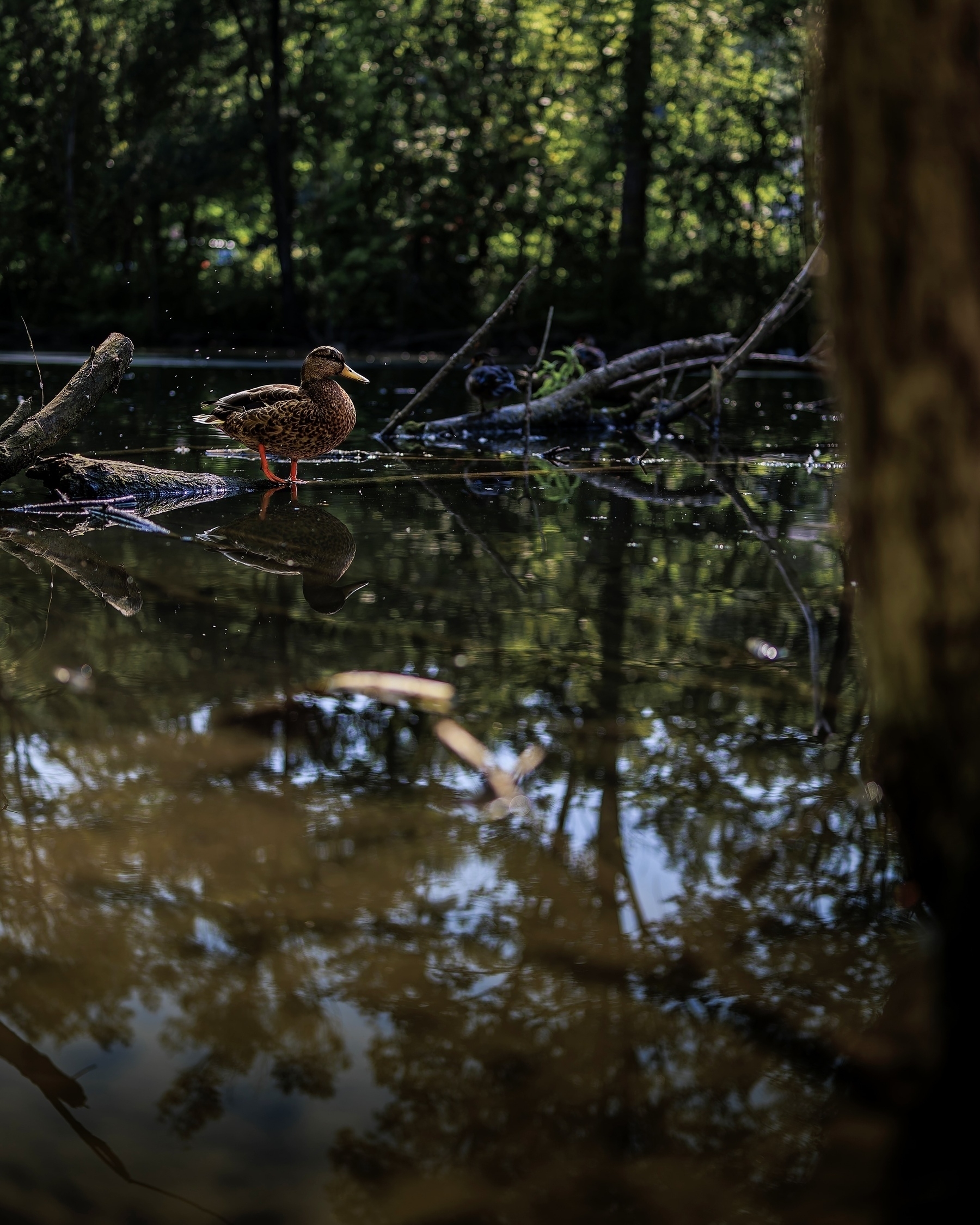 A duck stands on a branch in a serene, reflective pond surrounded by trees.