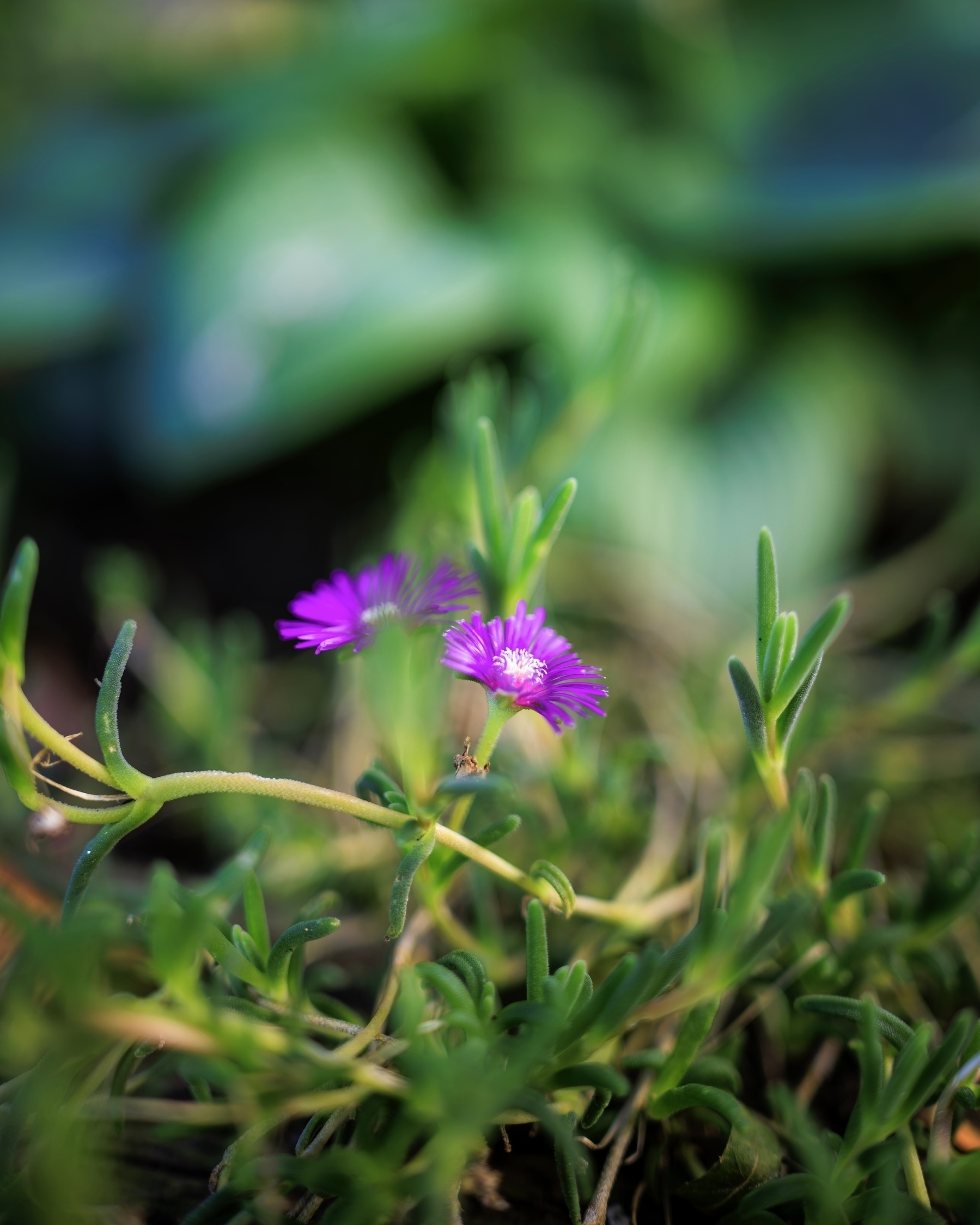 A purple flower (coopers hardy ice plant) with green stems and leaves is in focus, surrounded by a blurred background.