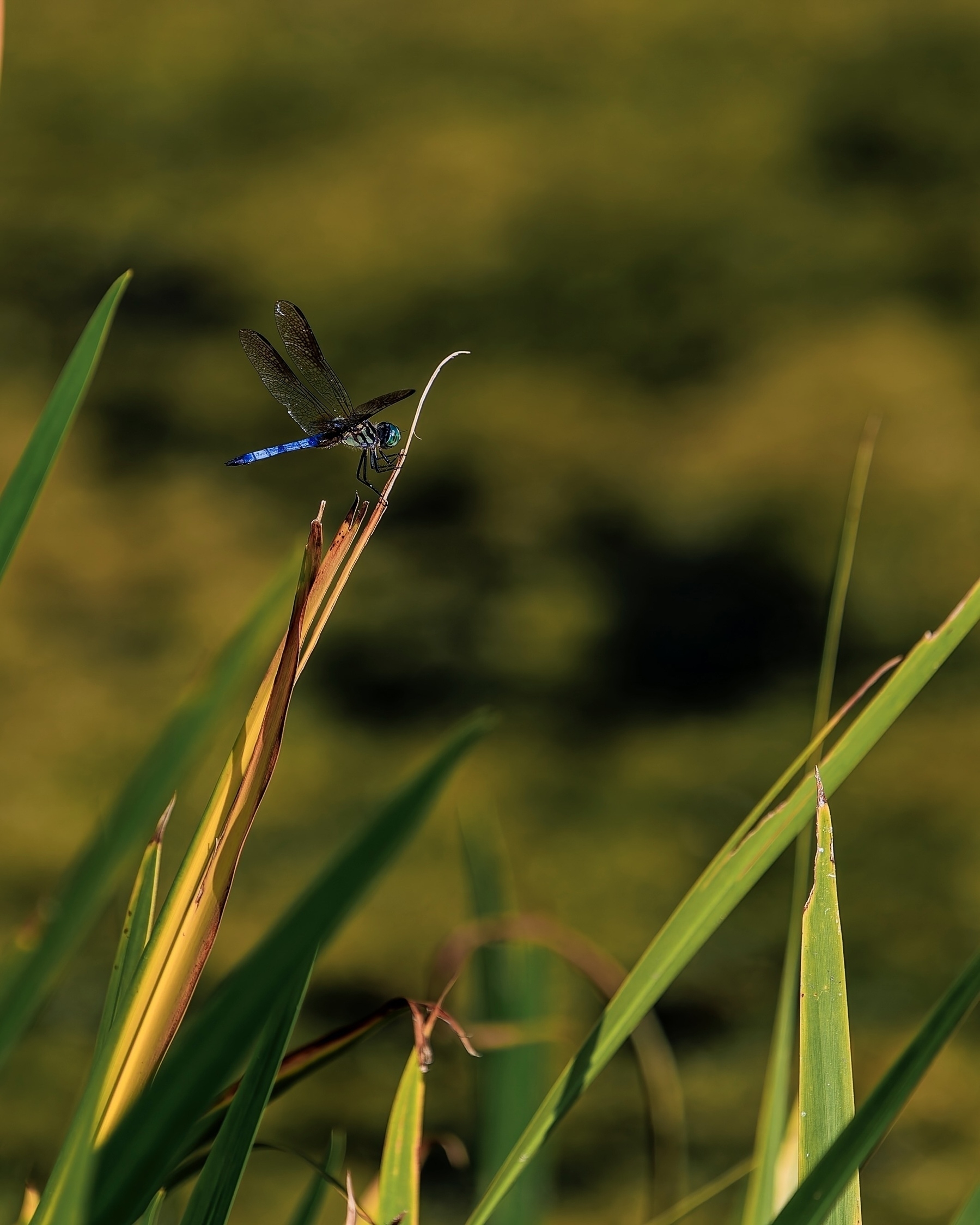 A dragonfly with blue markings is perched on a brown stalk surrounded by green leaves.