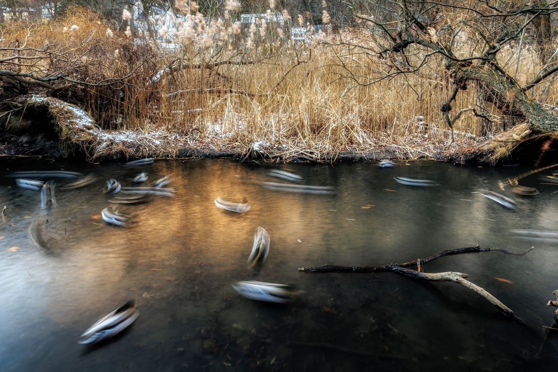 A long exposure of ducks gliding swiftly along a calm, reflective stream surrounded by dense, wintry reeds and trees.