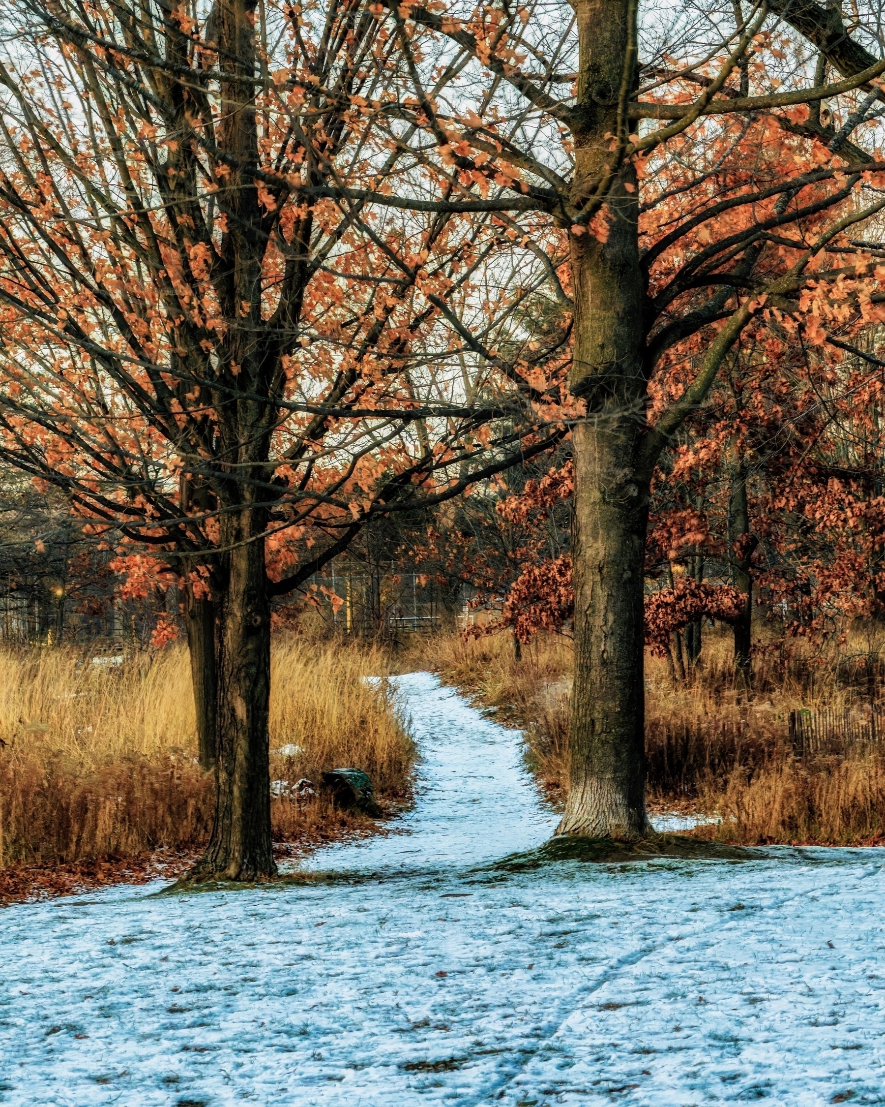 A narrow, snow-dusted path winds through a forest with tall, leafless trees and patches of orange foliage.