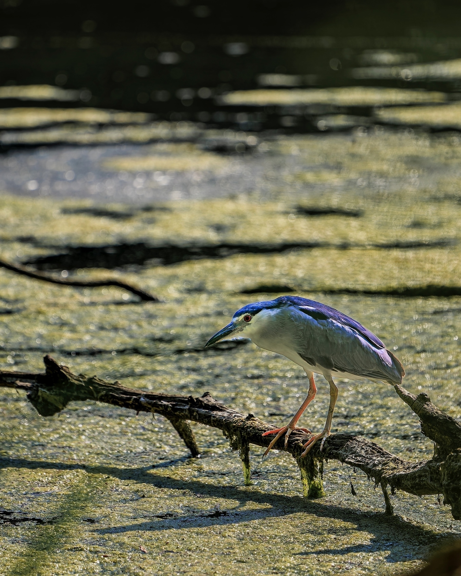 A night heron stands on a branch over a murky, watery surface.