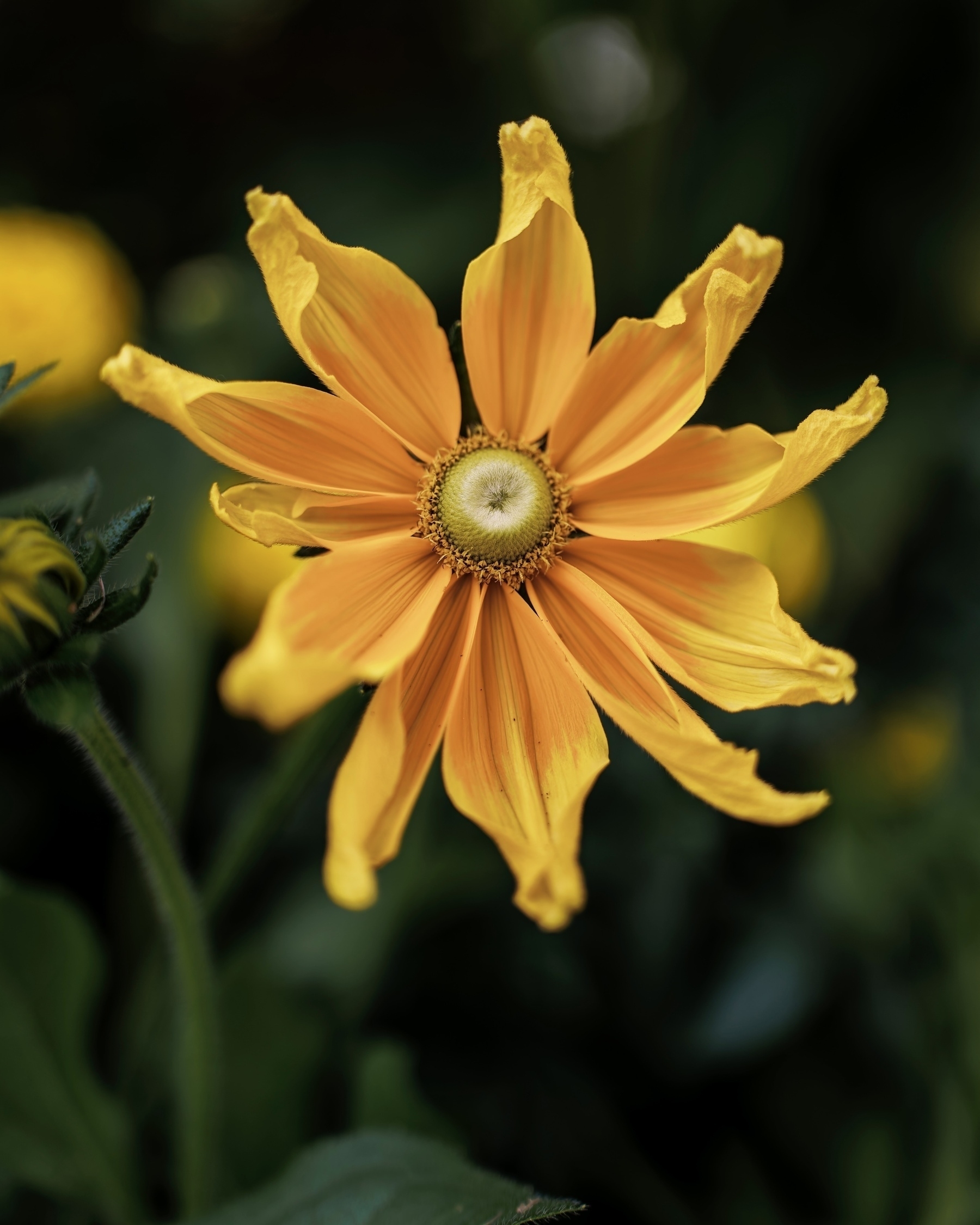 A yellow coneflower with jagged petals is shown in close-up against a dark, blurred background.