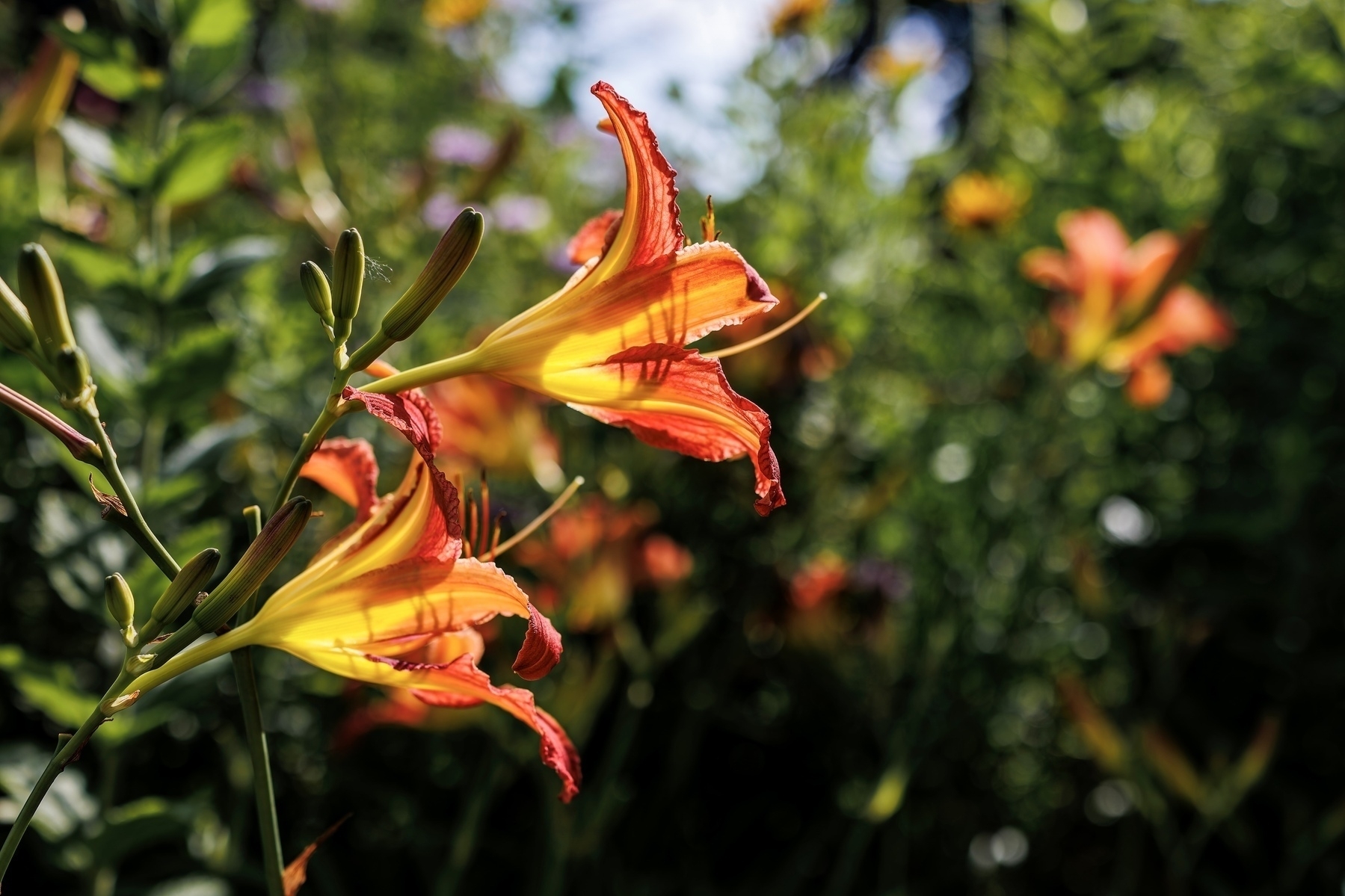 Vibrant orange day-lilies are illuminated by sunlight in a lush garden setting.