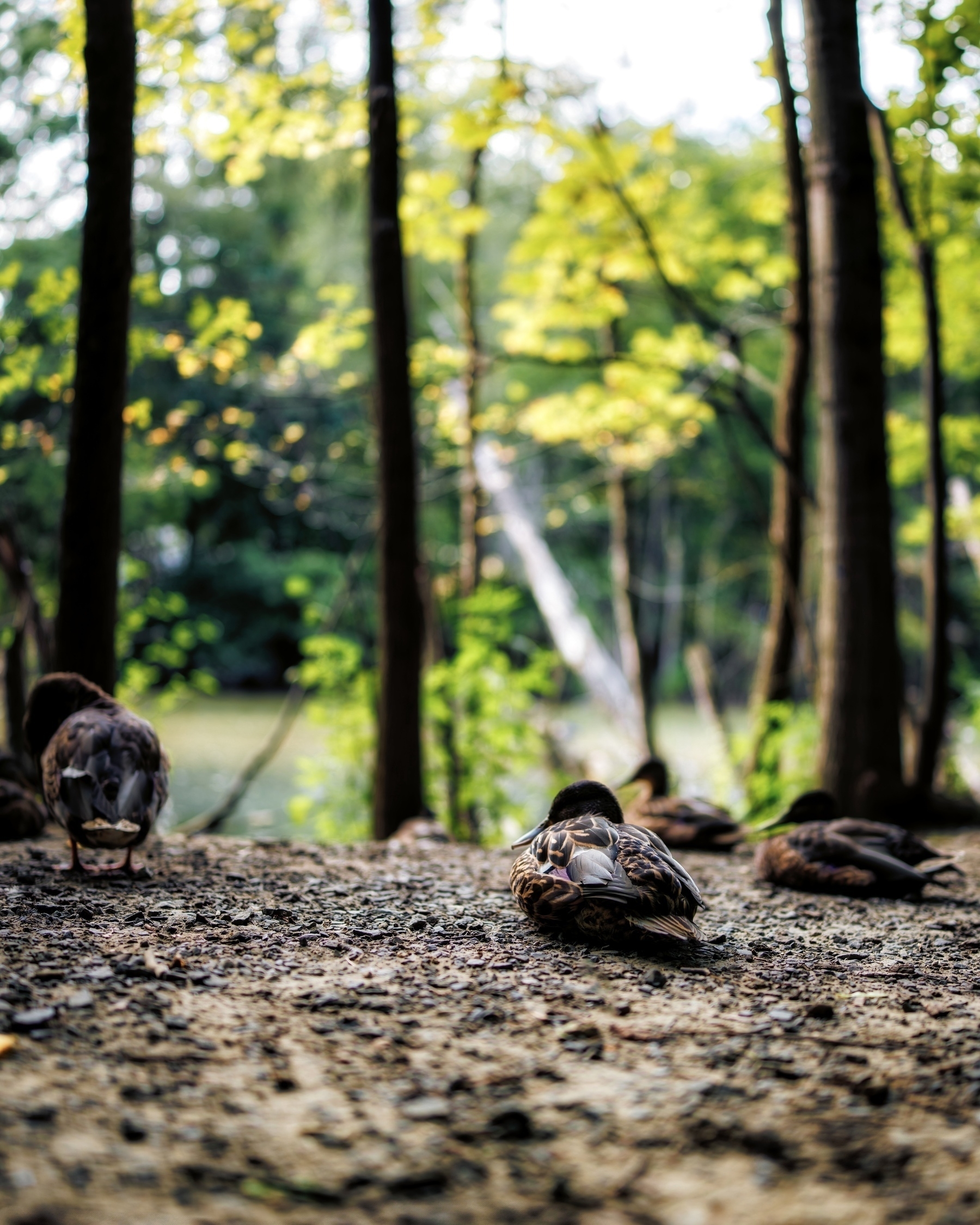 Ducks rest on a woodland floor surrounded by tall trees and a blurry background of greenery and a pond.