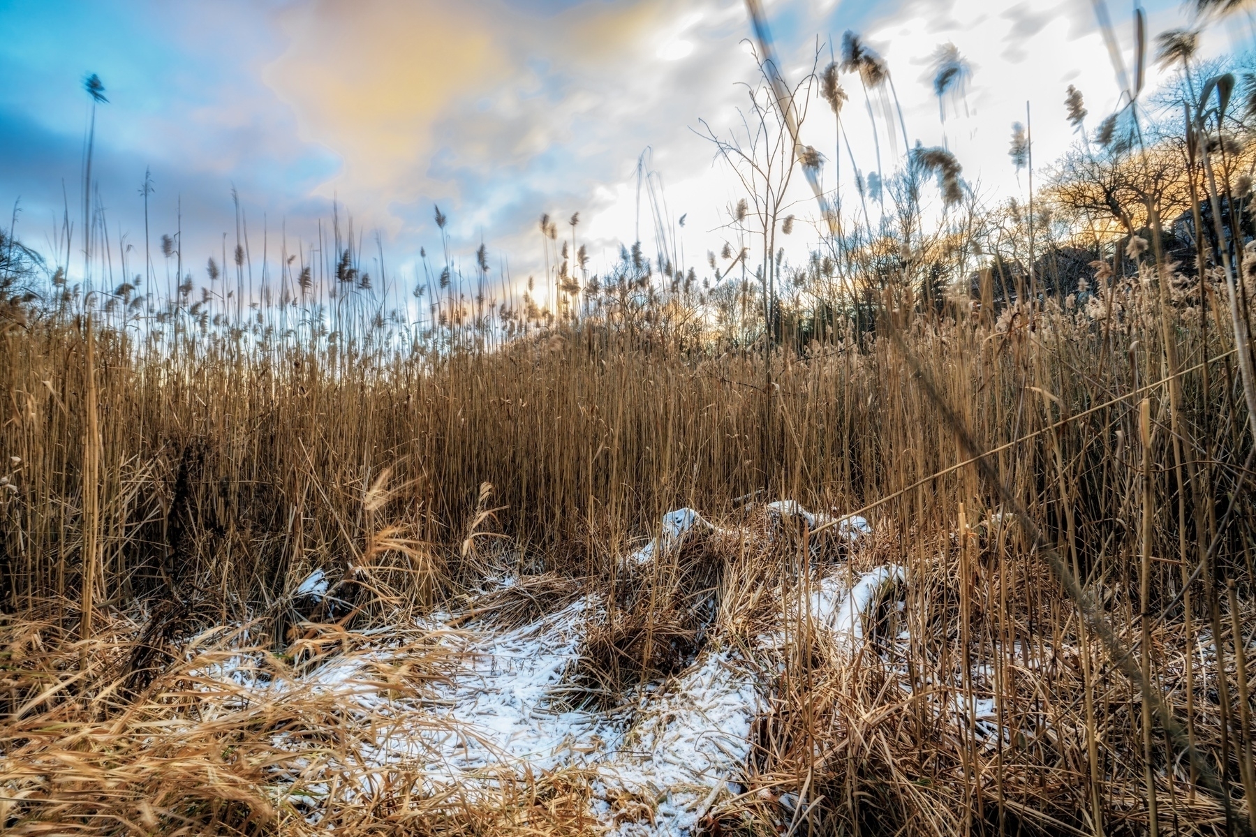 A snow-dusted field of tall, dry reeds is set against a cloudy sky at sunset.