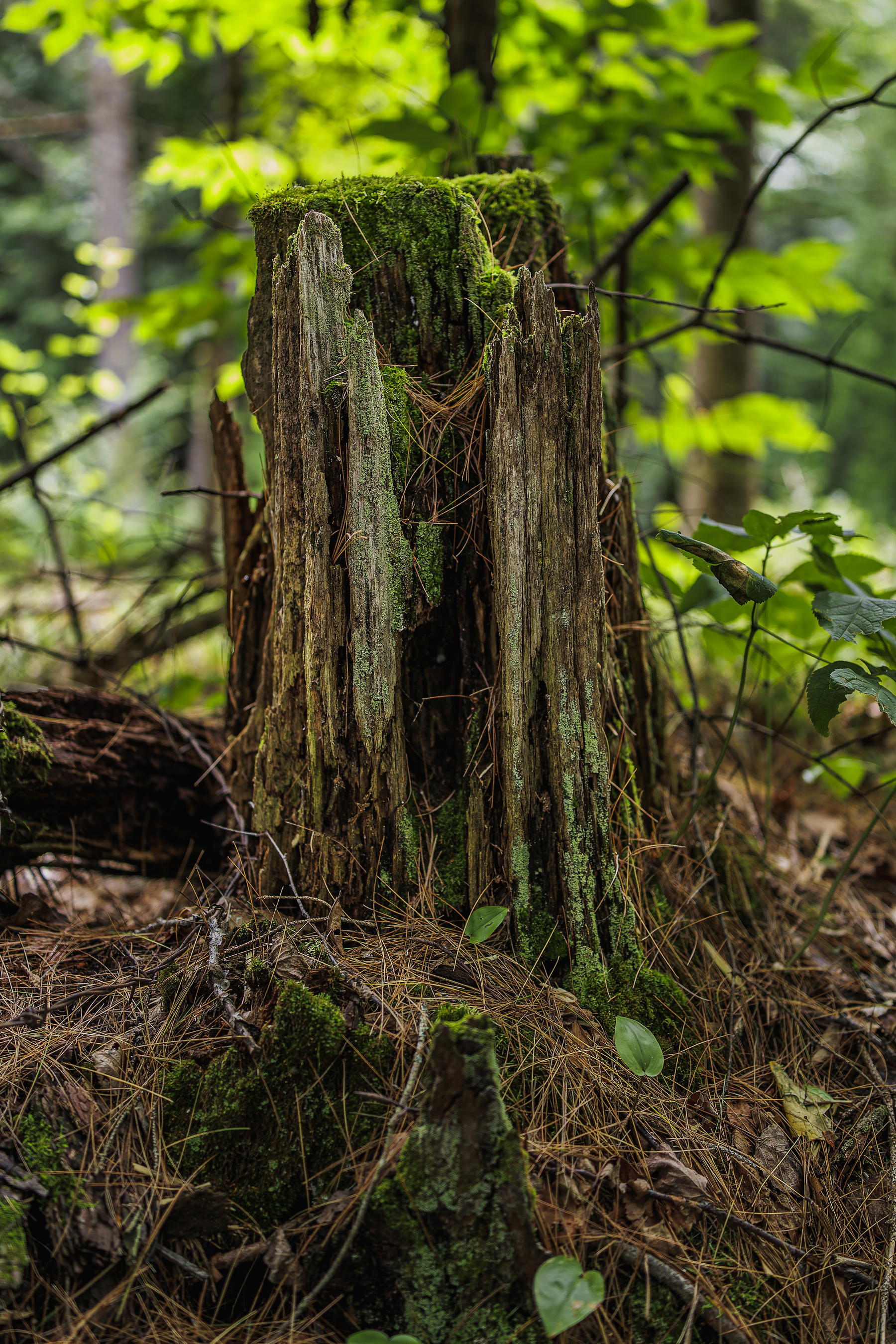 A moss-covered tree stump is surrounded by dense foliage and forest undergrowth.