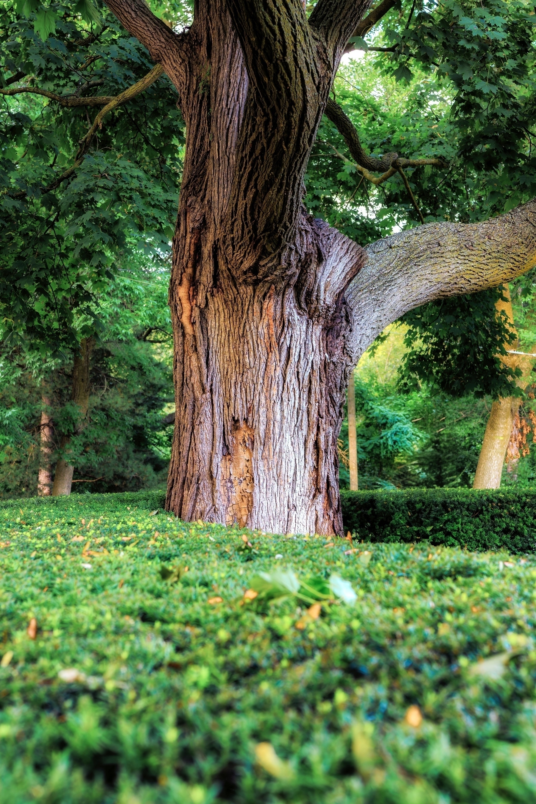 A large, textured tree trunk surrounded by lush green hedges and other foliage.