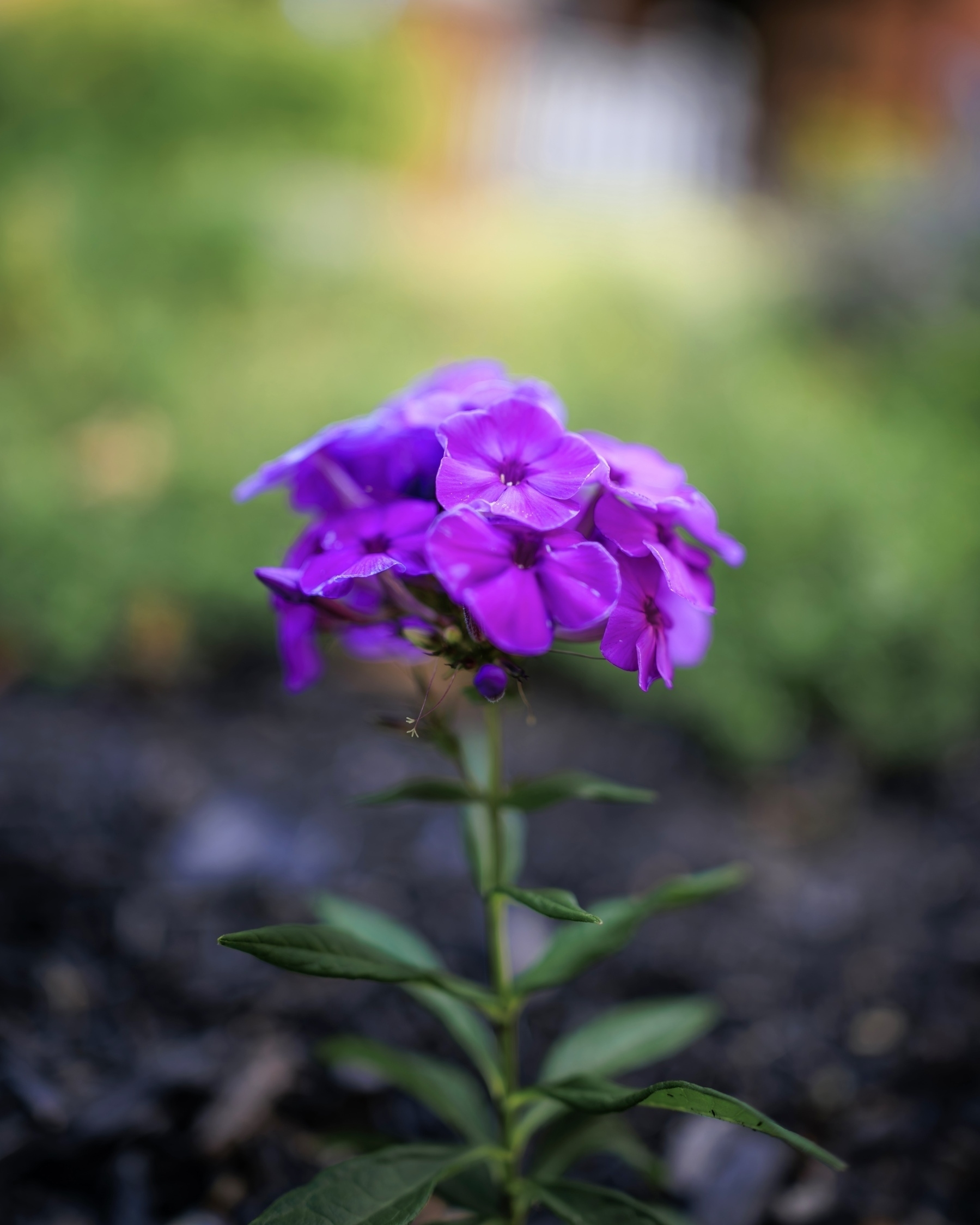 A cluster of vibrant purple flowers (fall phlox) stands alone with a blurred natural background.