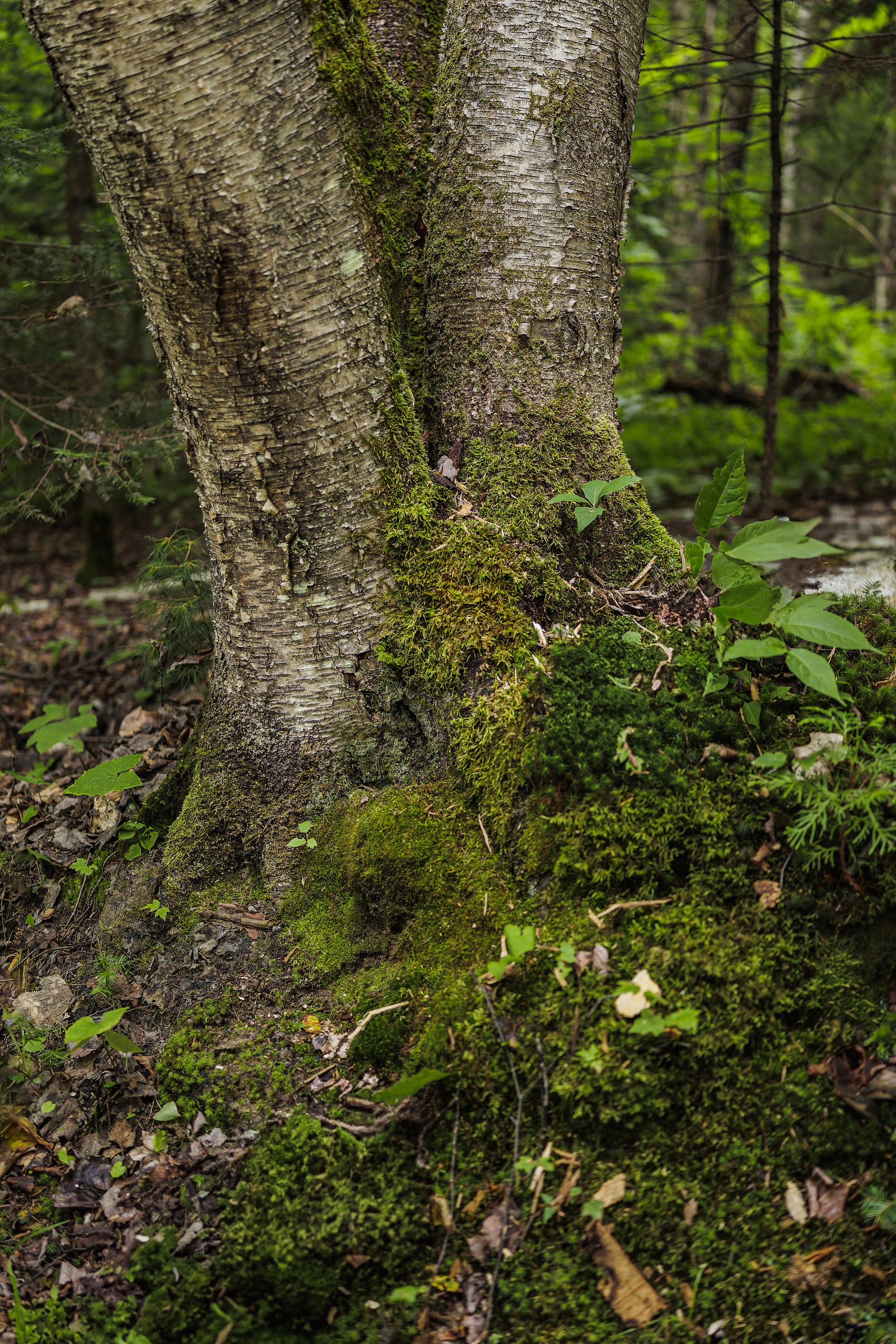 A tree trunk covered in moss and surrounded by lush green foliage in a forest.