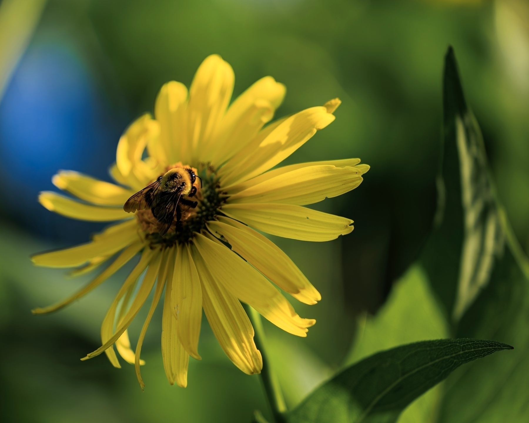 A bee is perched on a vibrant yellow flower among green foliage.