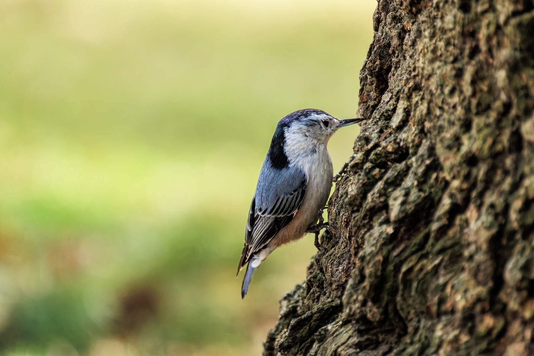 A small bird with muted blue and gray plumage clings to the side of a tree trunk.