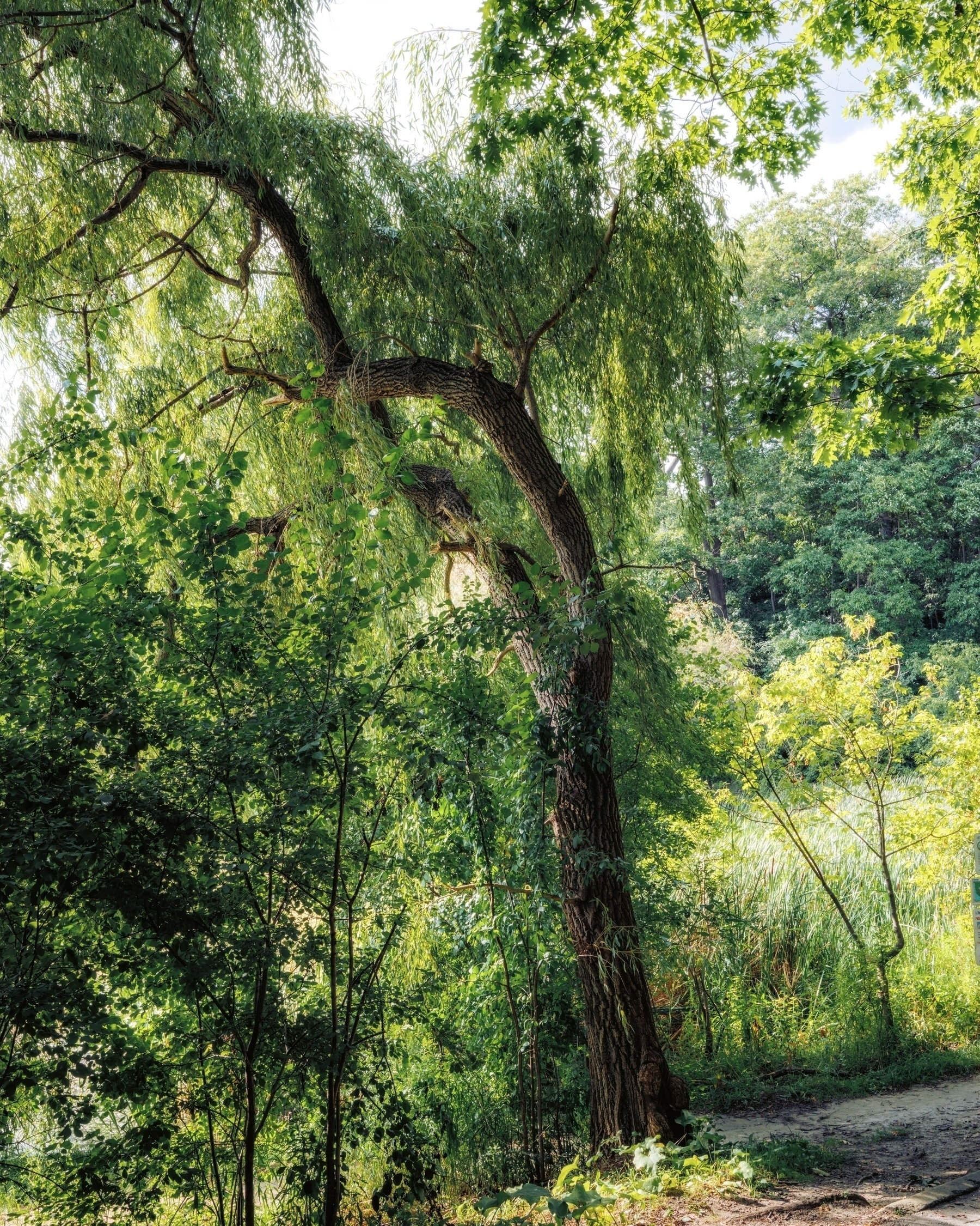 Lush, green foliage with a gracefully arching tree and sunlit leaves.