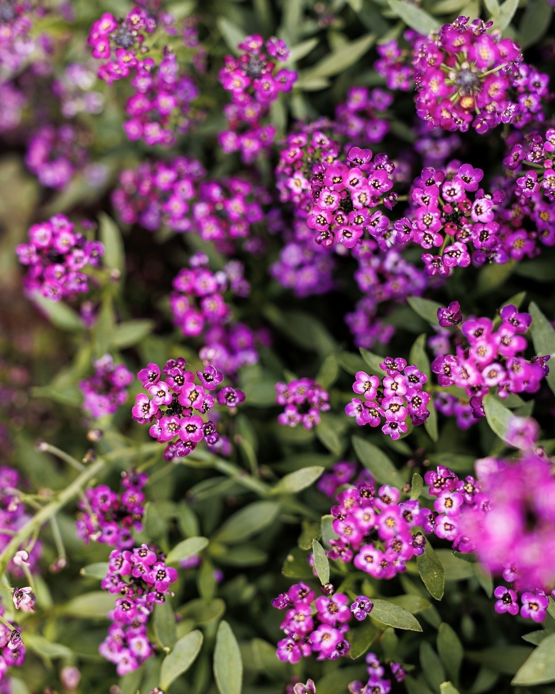 A cluster of vibrant purple flowers (Lobularia) with green foliage fills the scene.