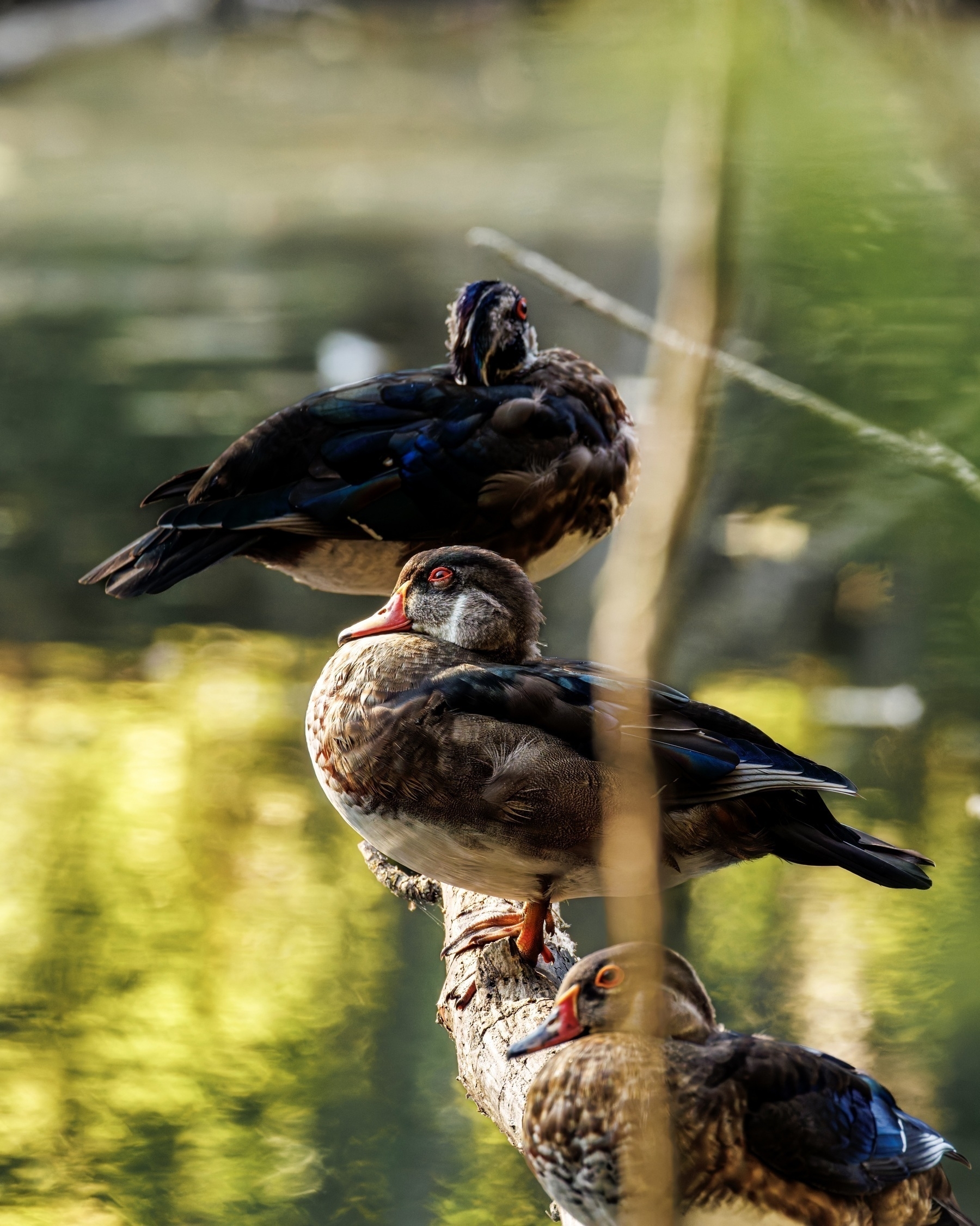 Three wood ducks are perched on a branch over a body of water with a blurred green and yellow background.