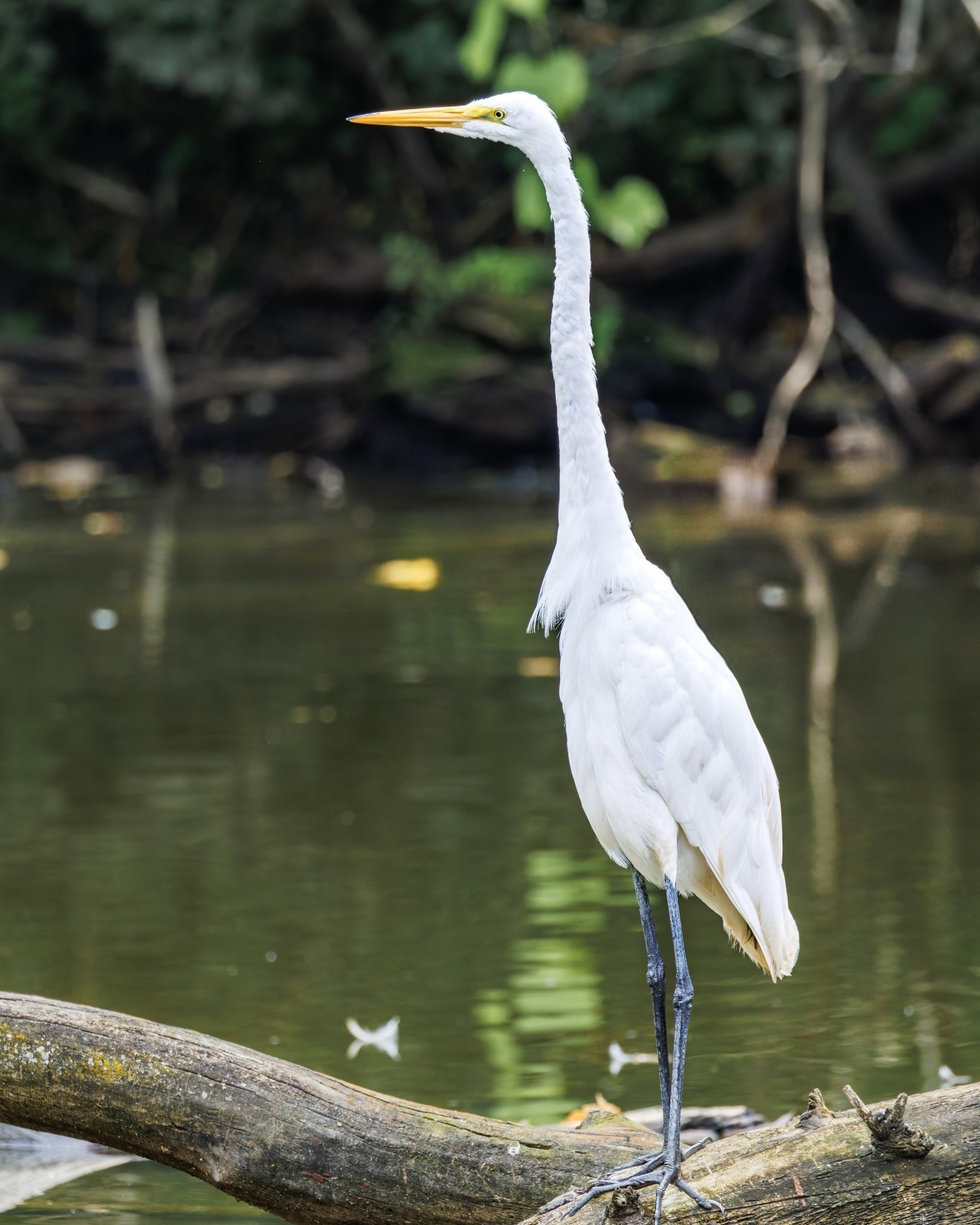 A white egret stands on a log by a calm, reflective body of water.