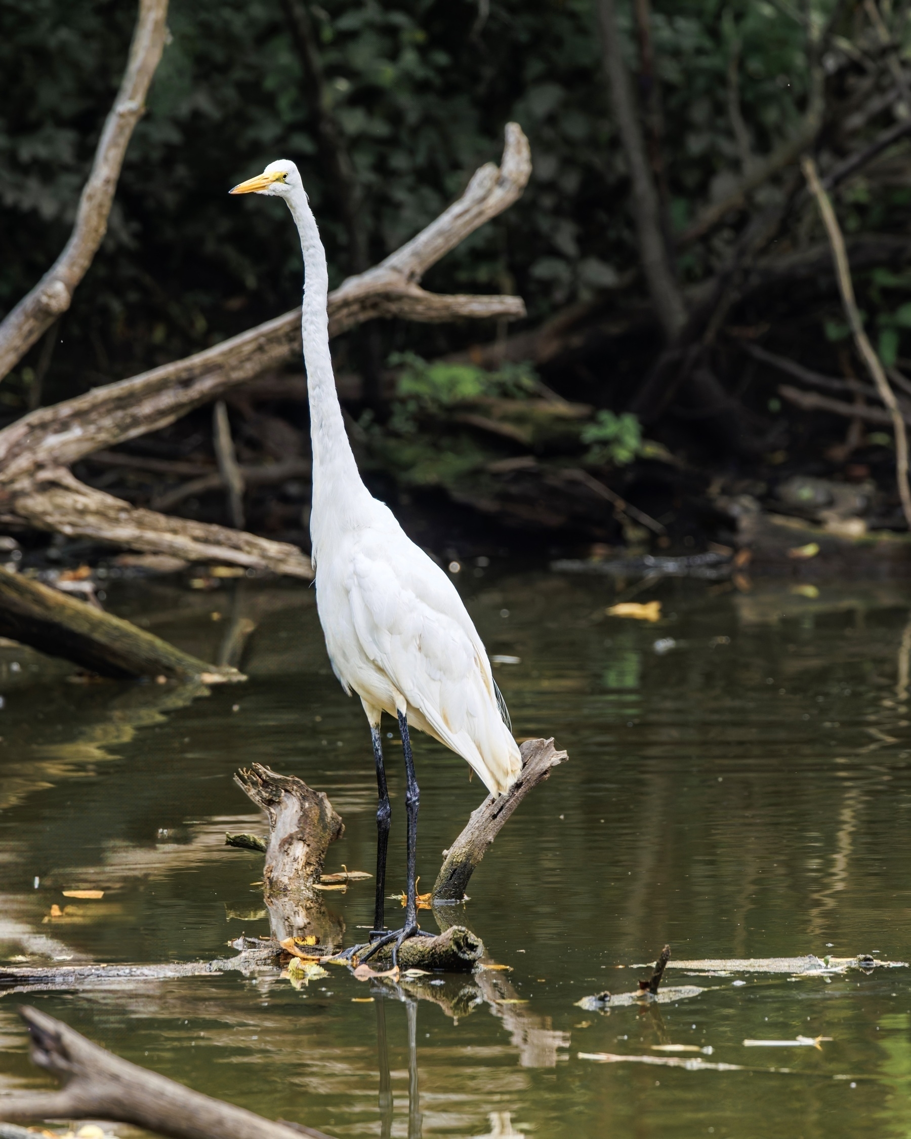 A tall white egret stands gracefully on a log in a tranquil, wooded water setting.