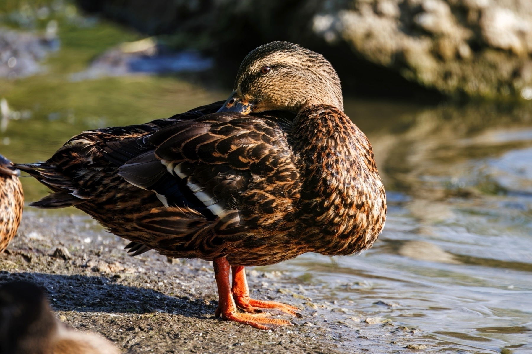 A mallard duck is standing by the edge of the water, facing away but turning its head back.