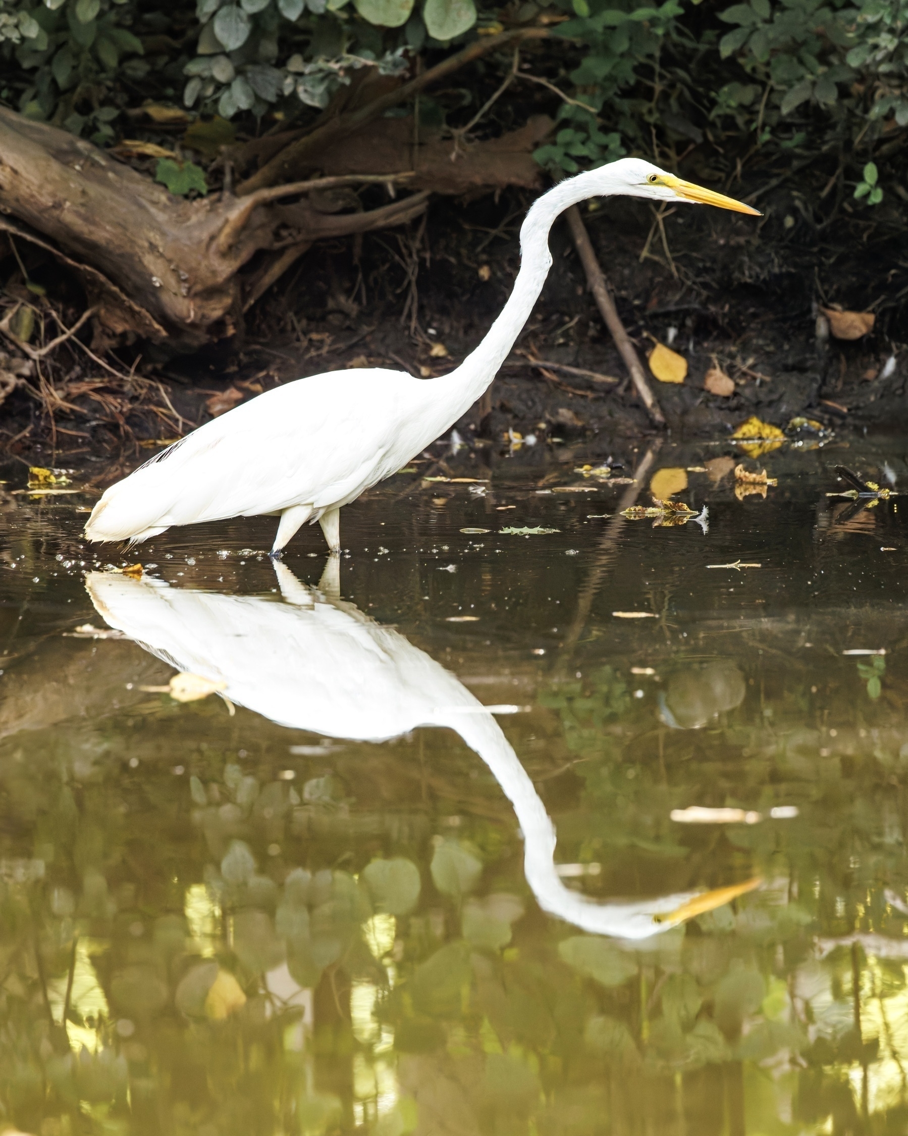 A white egret stands in shallow water, surrounded by greenery, with its reflection visible in the water.