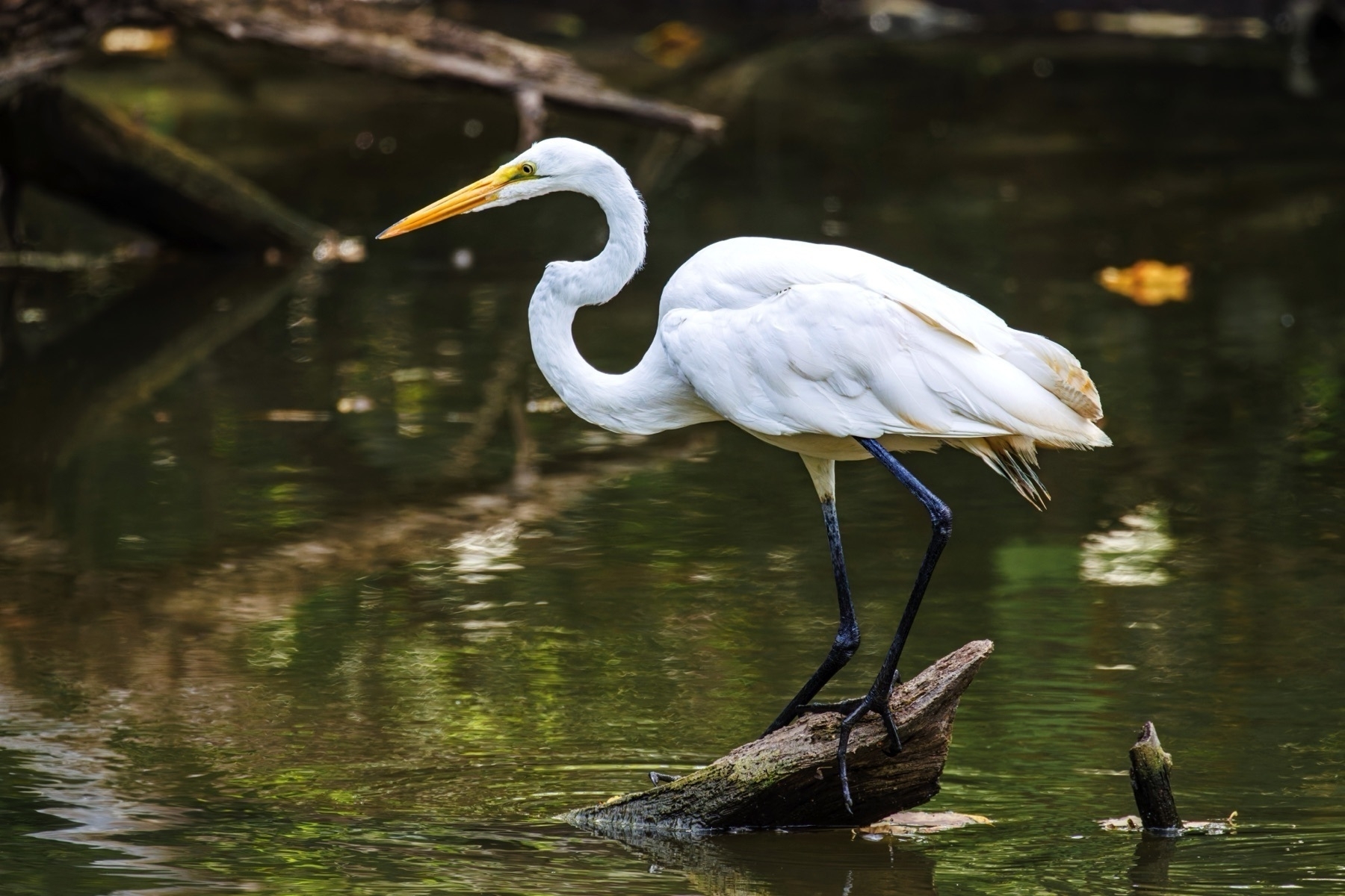 A white egret stands poised on a log in a calm, reflective body of water.