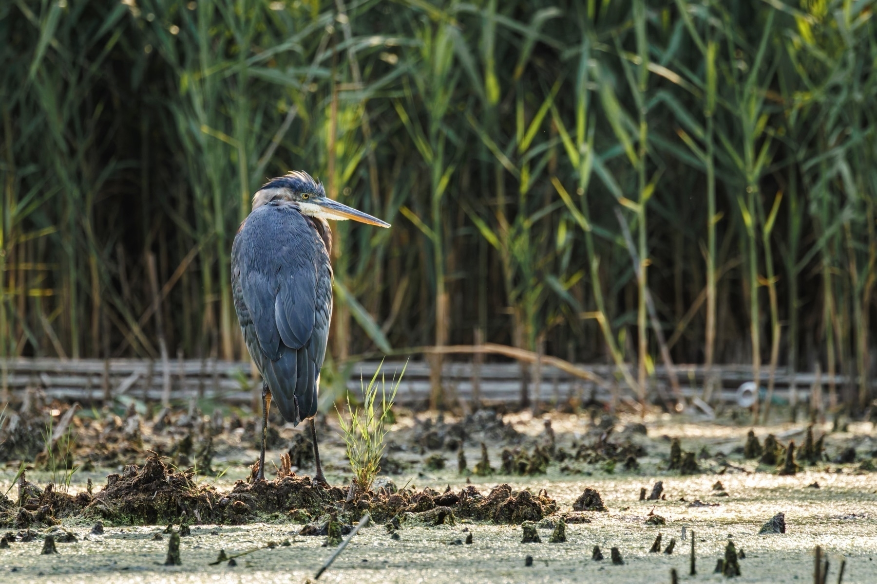 A great blue heron stands in a marshy area surrounded by tall reeds.