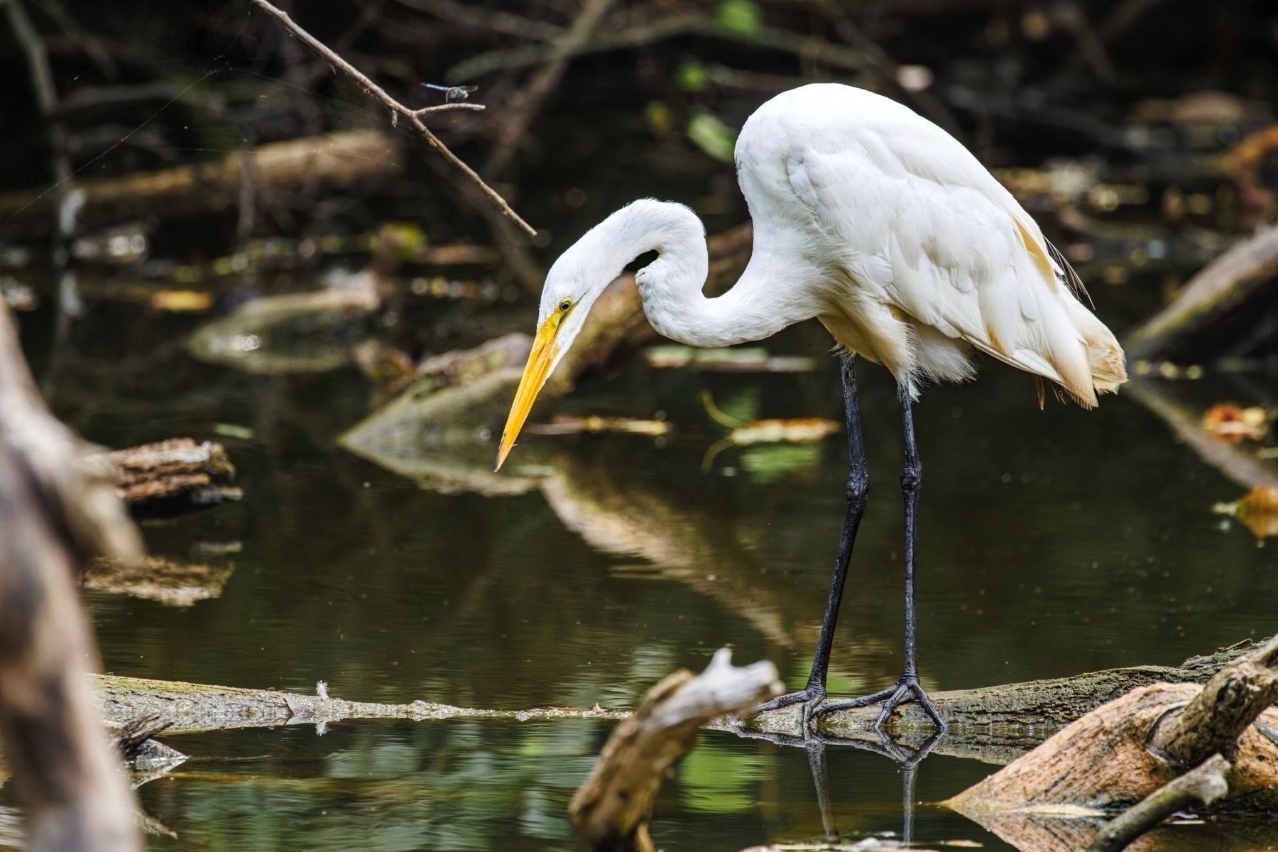 A white egret with a long yellow bill stands on a log in a marshy area.