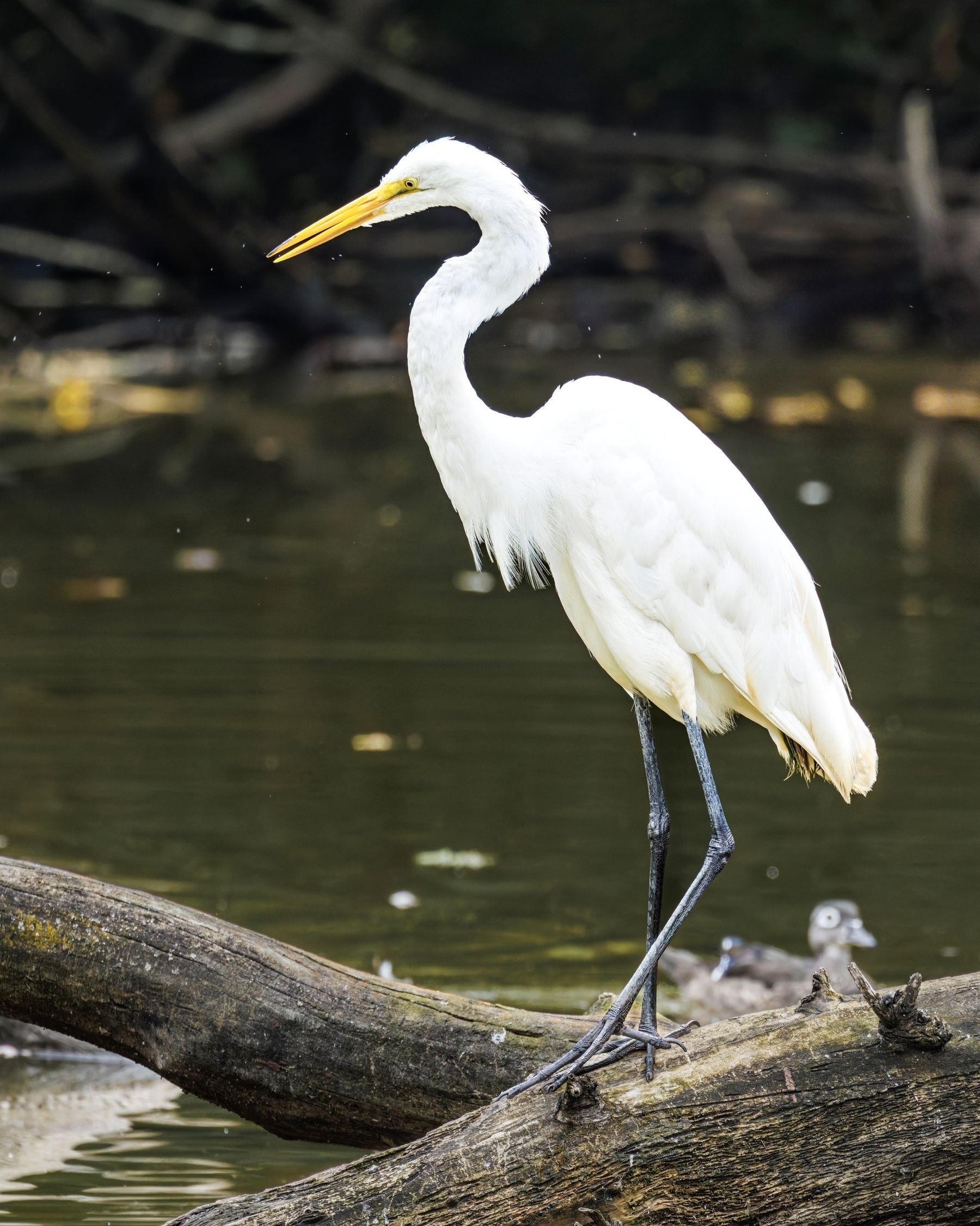 A white egret stands elegantly on a log by the water's edge.