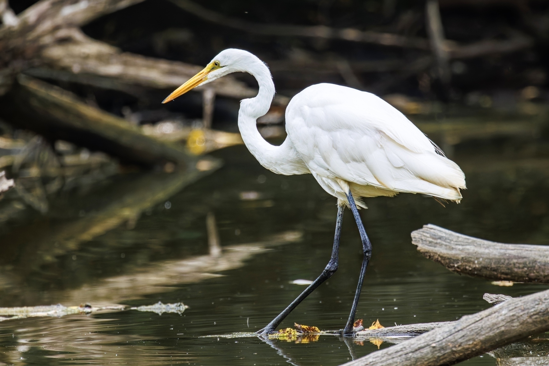 A white egret stands gracefully in a shallow body of water amidst floating leaves and branches.