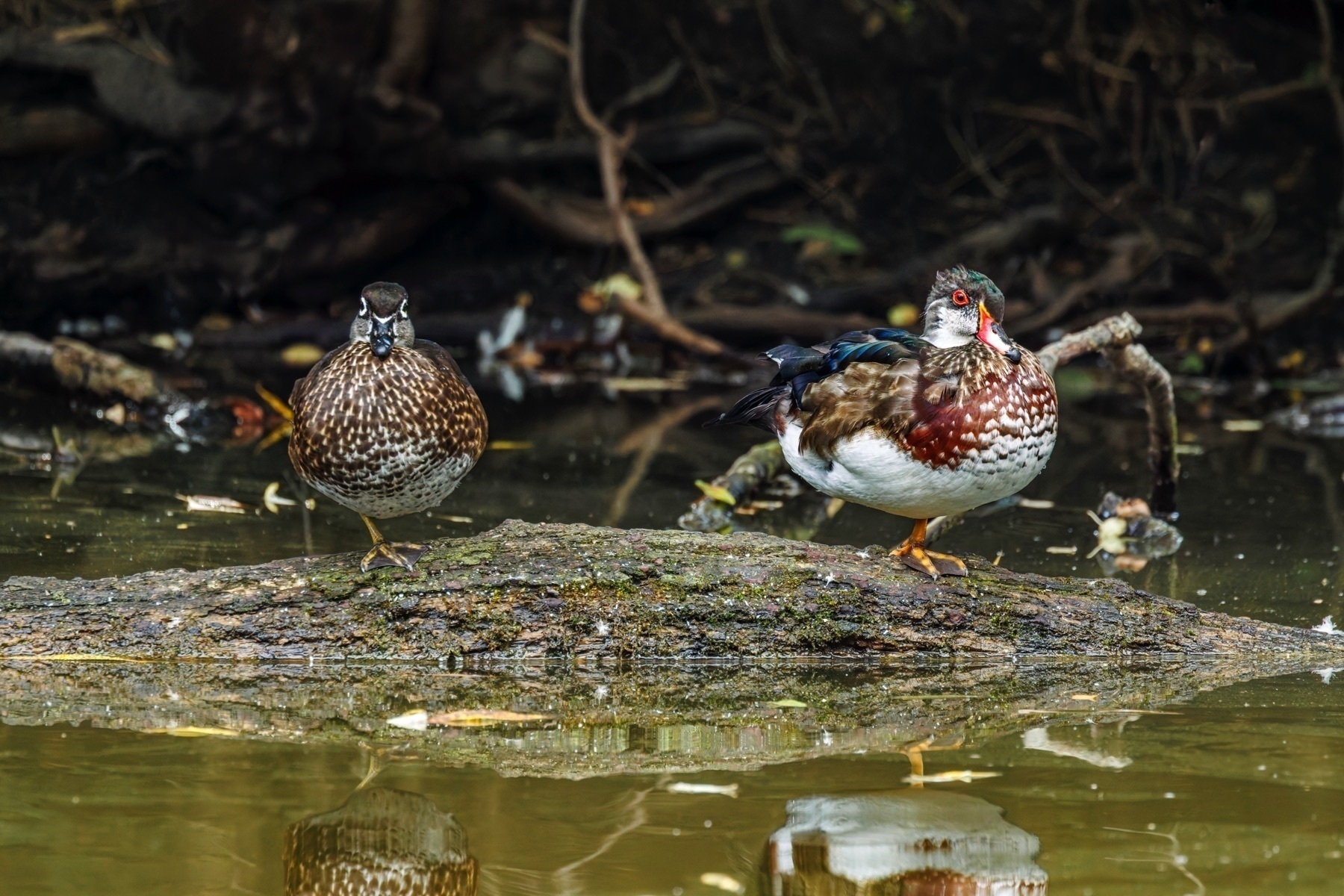 Two wood ducks are perched on a log in a pond surrounded by natural foliage.