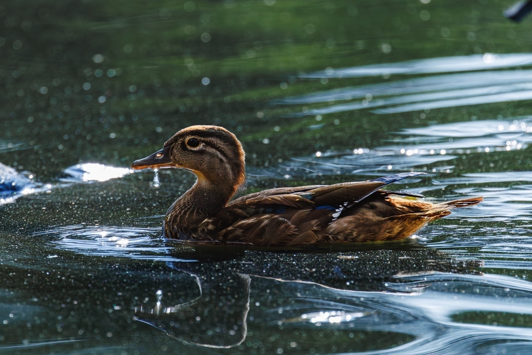 A wood duck swims across shimmering pond water.