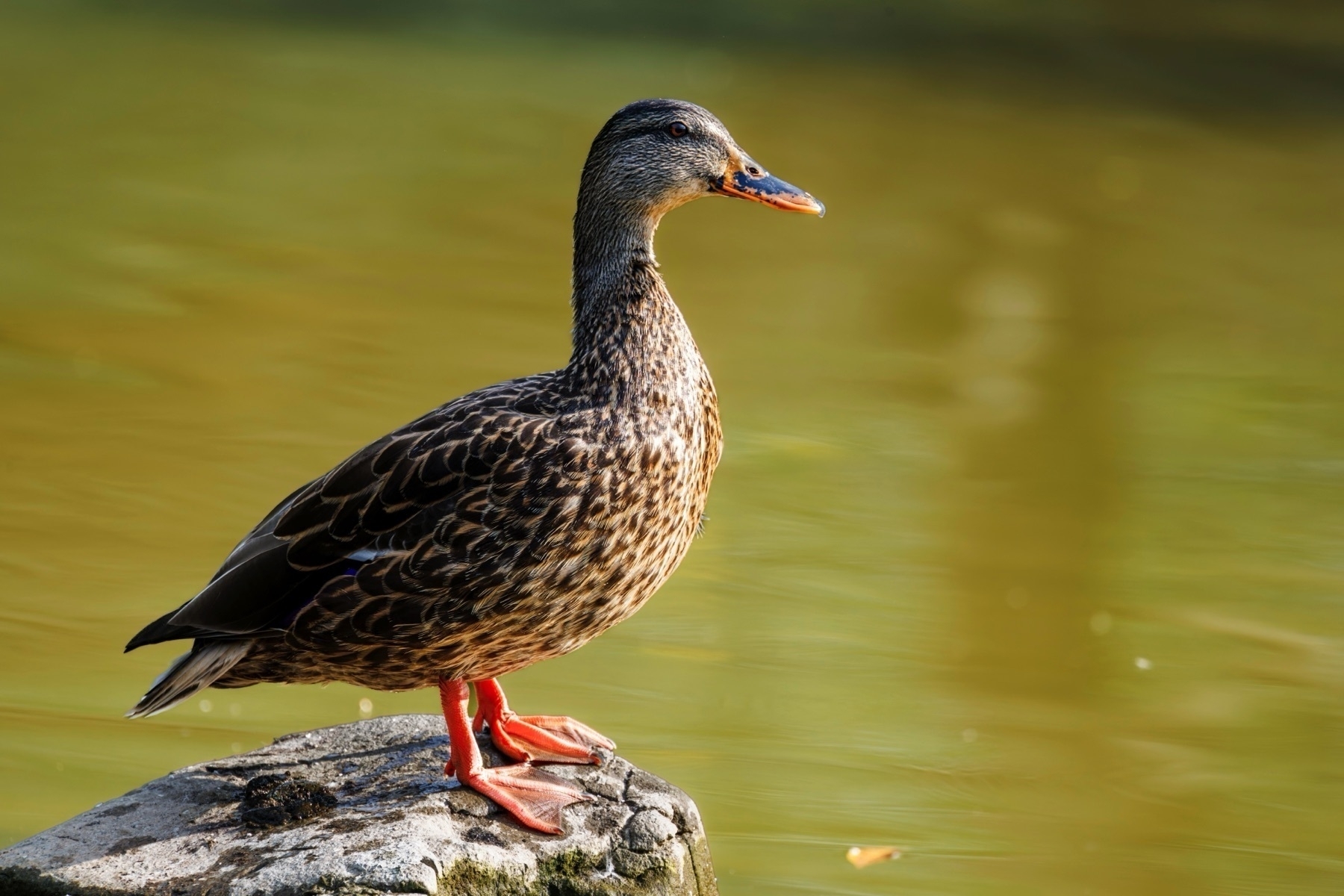 A mallard duck with mottled brown feathers stands on a rock beside a body of water.