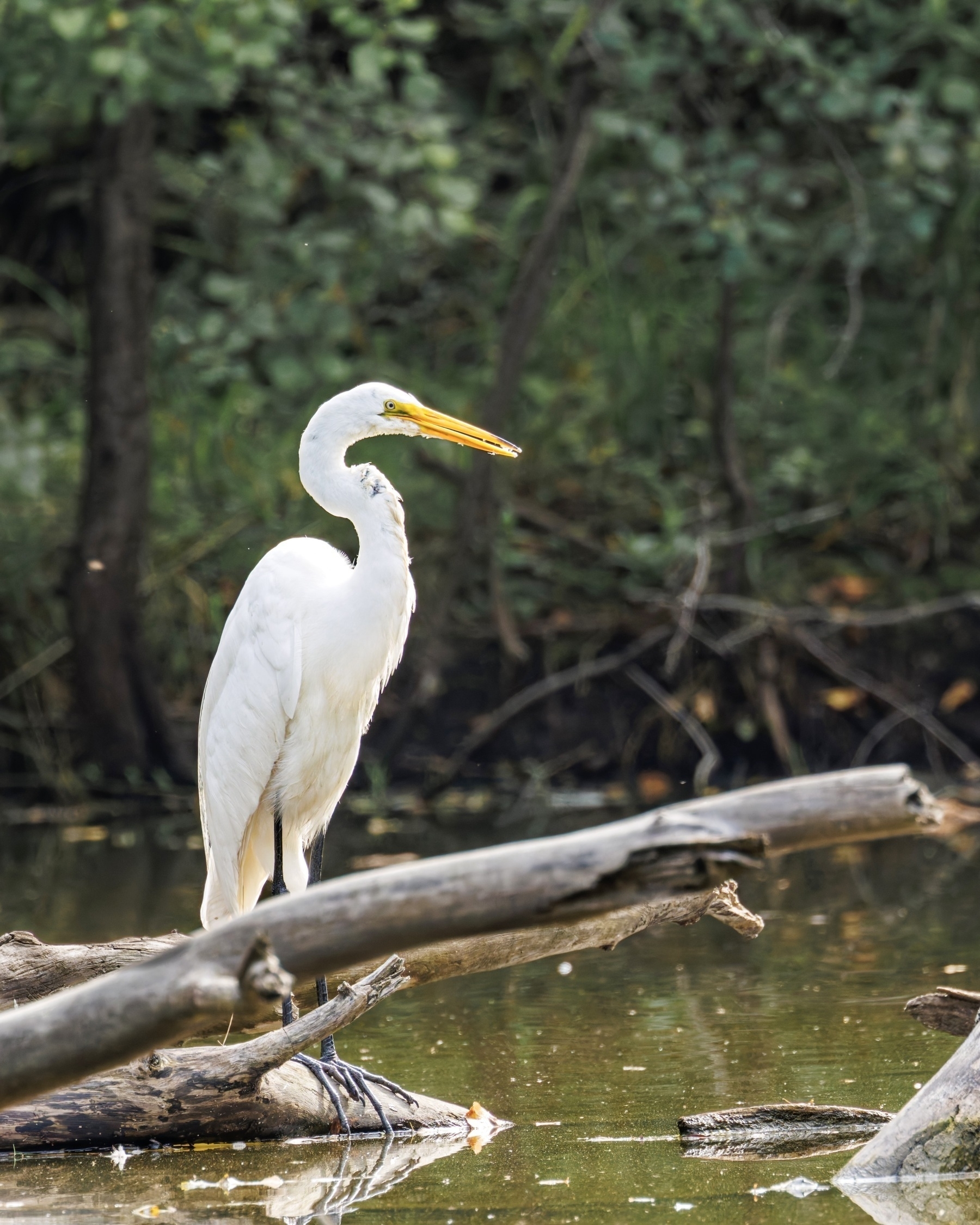 A white heron stands elegantly on a fallen tree trunk in a calm, wooded waterway.