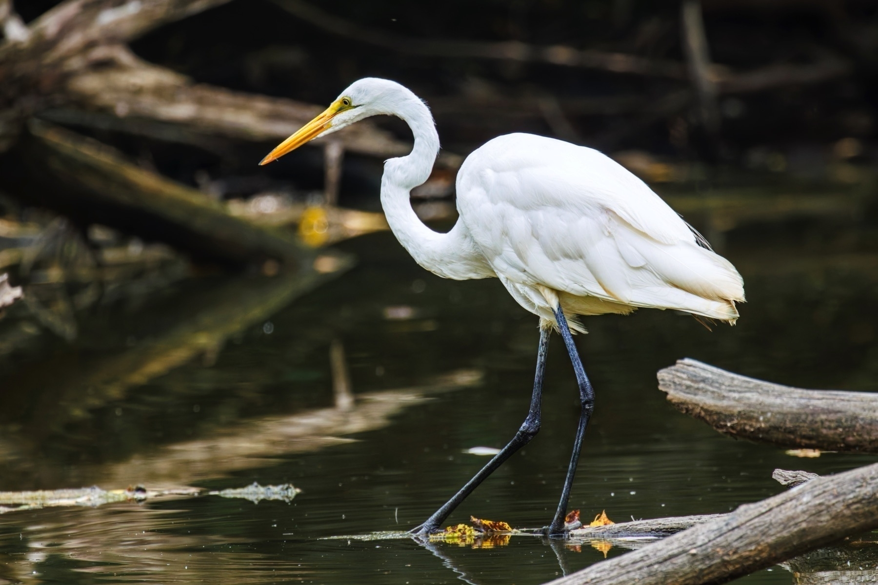 A white egret stands gracefully in shallow water surrounded by fallen branches.