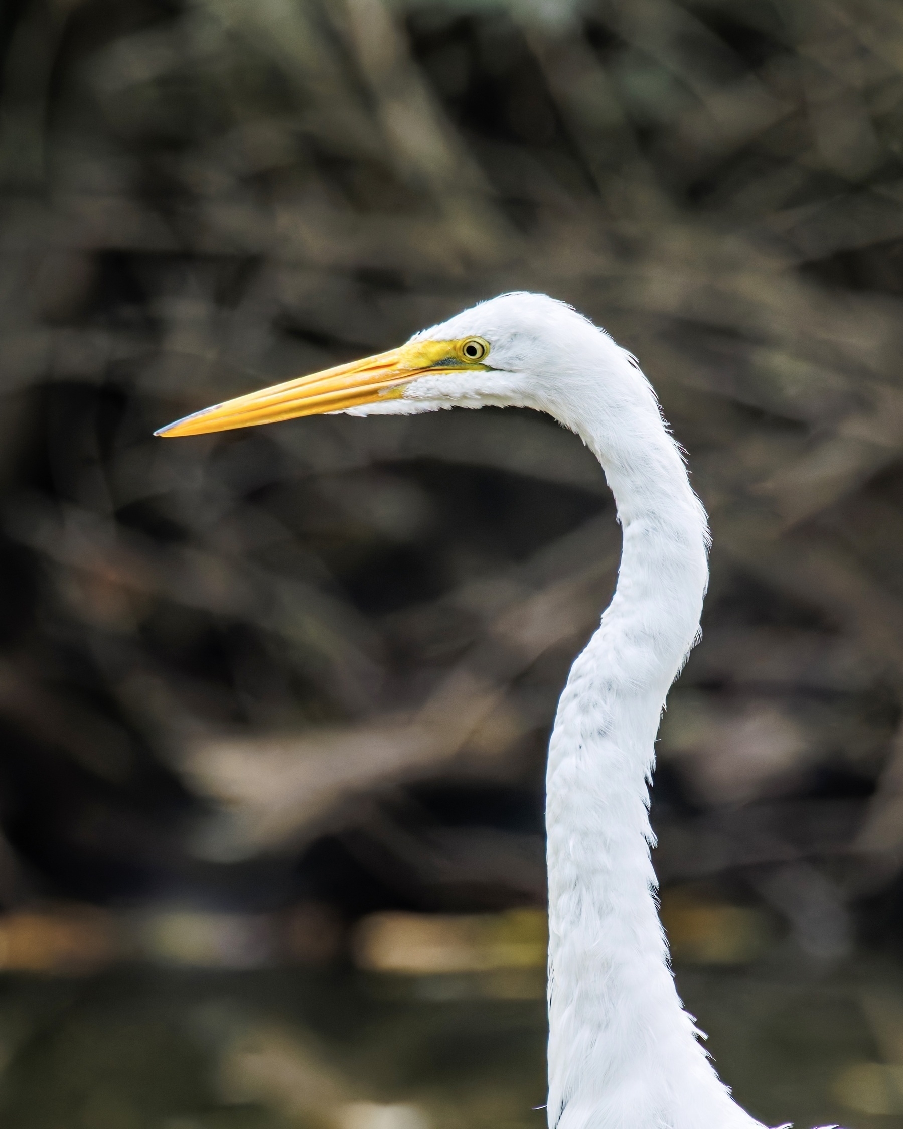 A white egret with a long neck and yellow beak is standing against a blurred natural background.