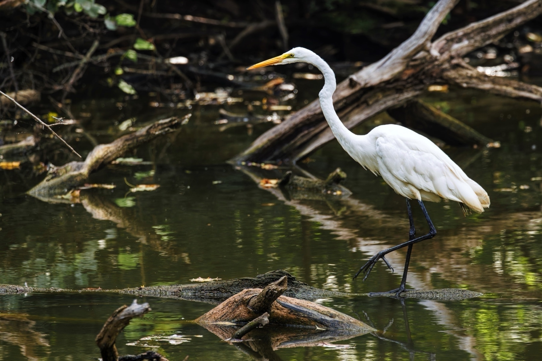 A white egret is wading through a forested wetland area with fallen branches and logs partially submerged in the water.