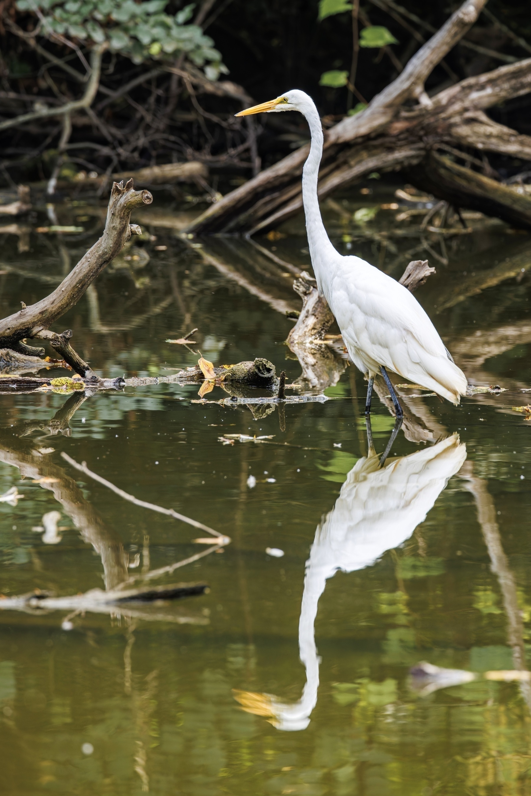 A white heron stands in a calm, reflective body of water surrounded by branches.