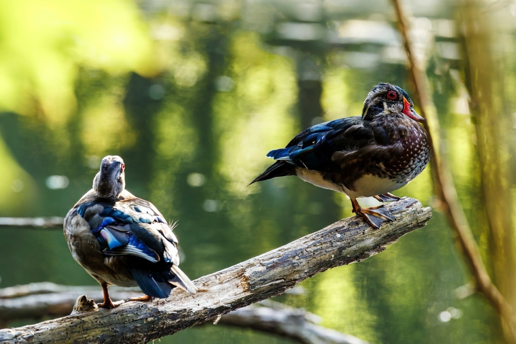 Two wood ducks are perched on a tree branch over water, basking in the sunlight.