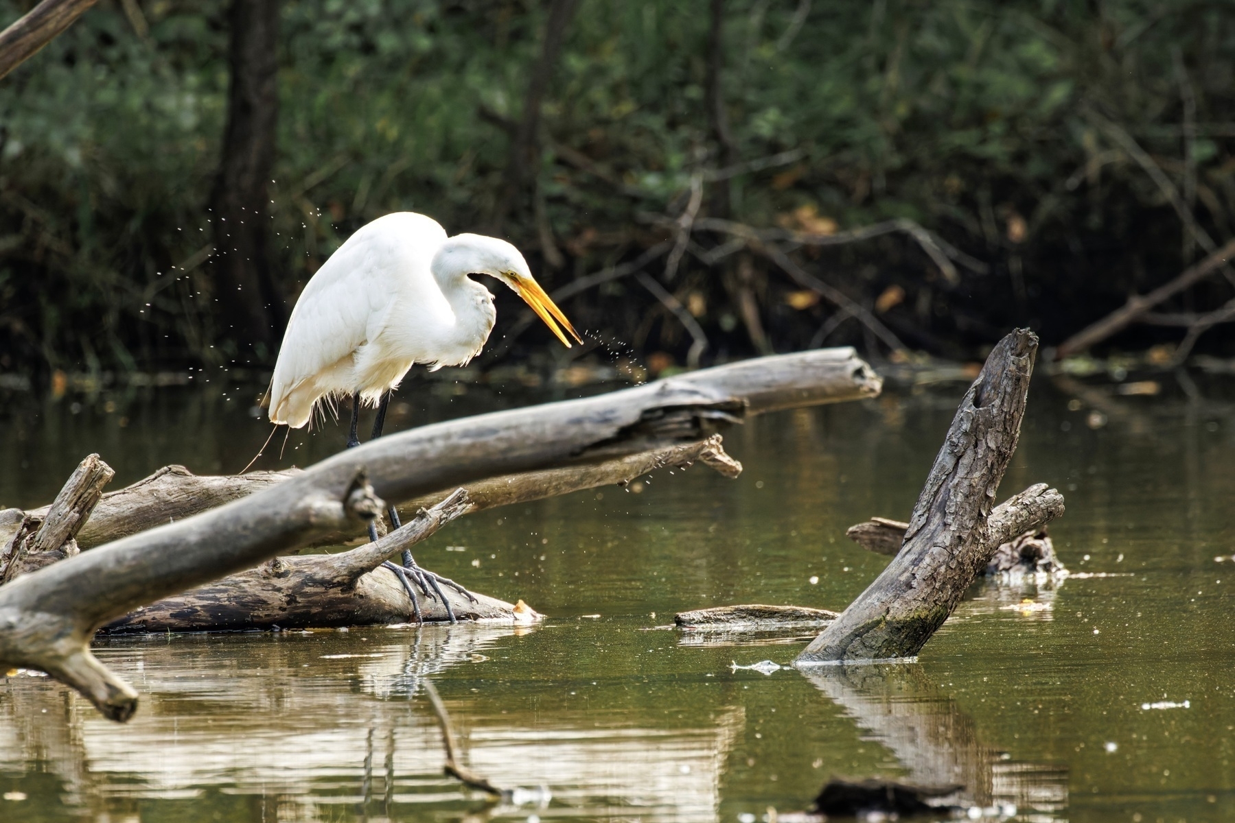 A white heron stands on a fallen branch in a serene, reflective body of water surrounded by lush greenery.