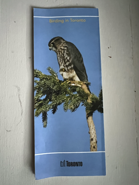 Birding in Toronto pamphlet cover